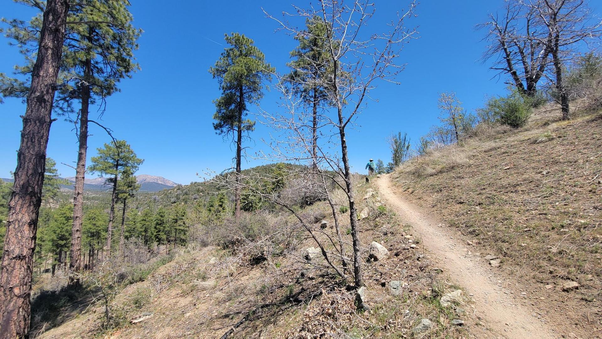 Hiker on a narrow dirt trail ascending a sunny, tree-covered hillside.