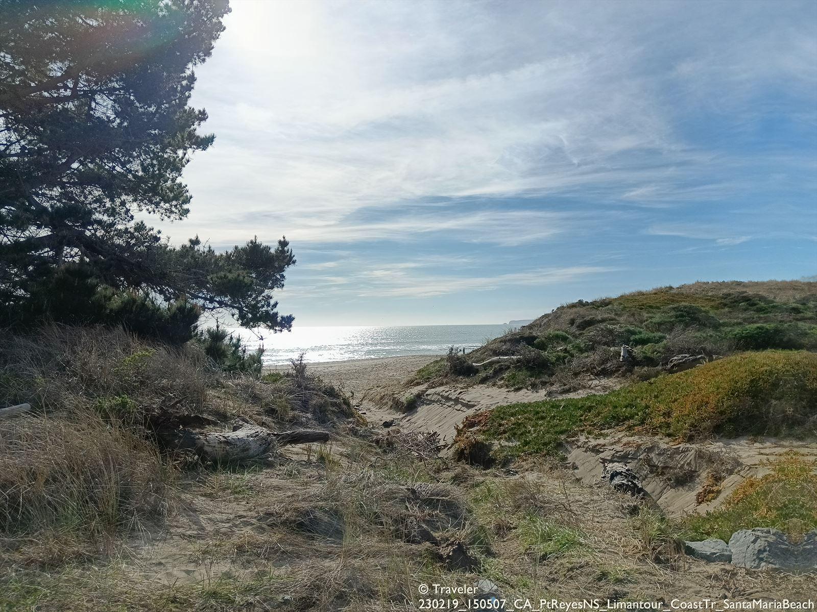 Sandy path leads to a sunny beach with ocean and a large tree.