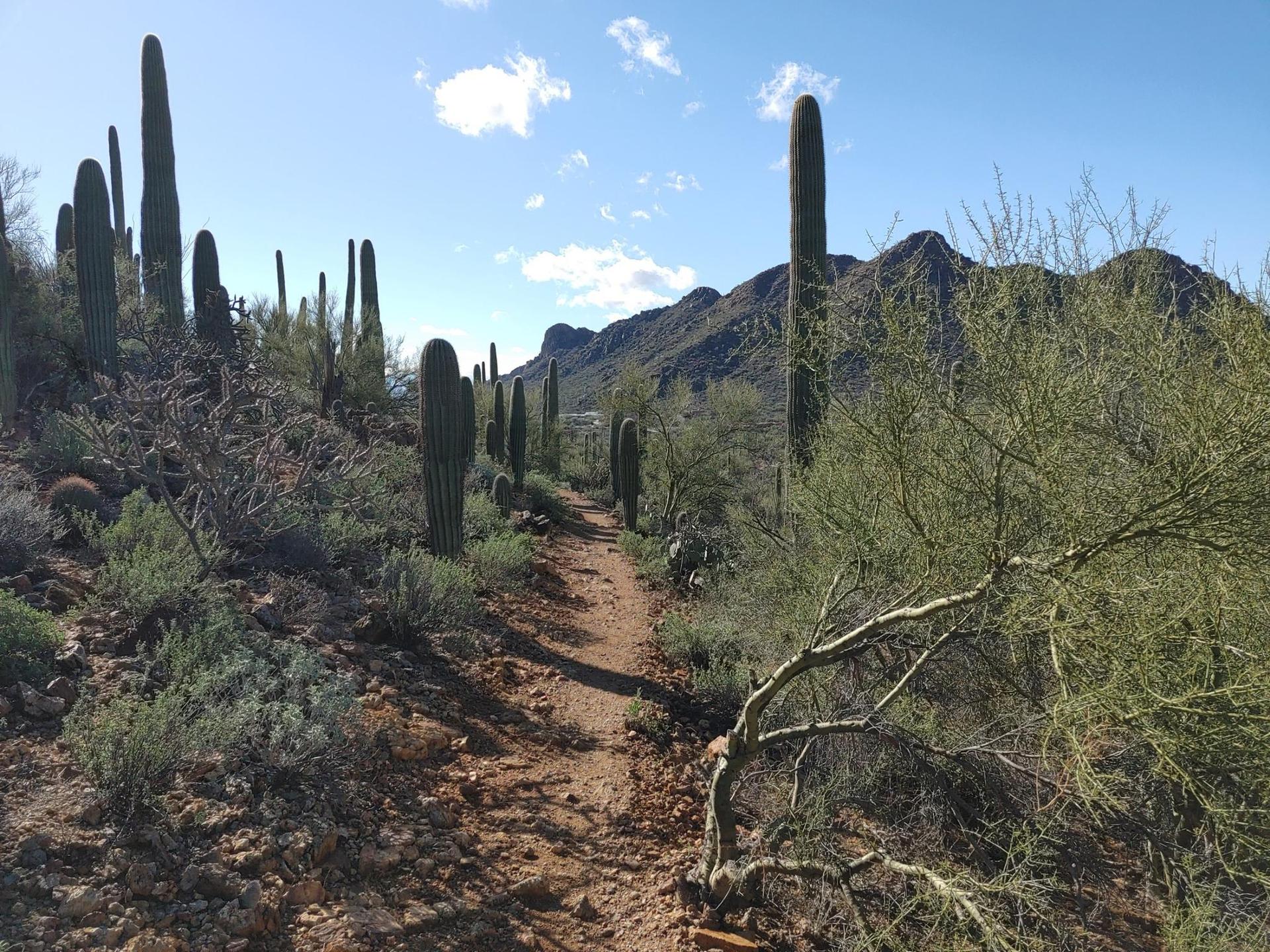 A desert path winds through saguaro cacti under a bright, partly cloudy sky.
