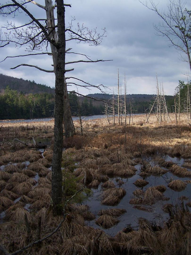 Overcast view of a marshy wetland with dead trees and brown grass.