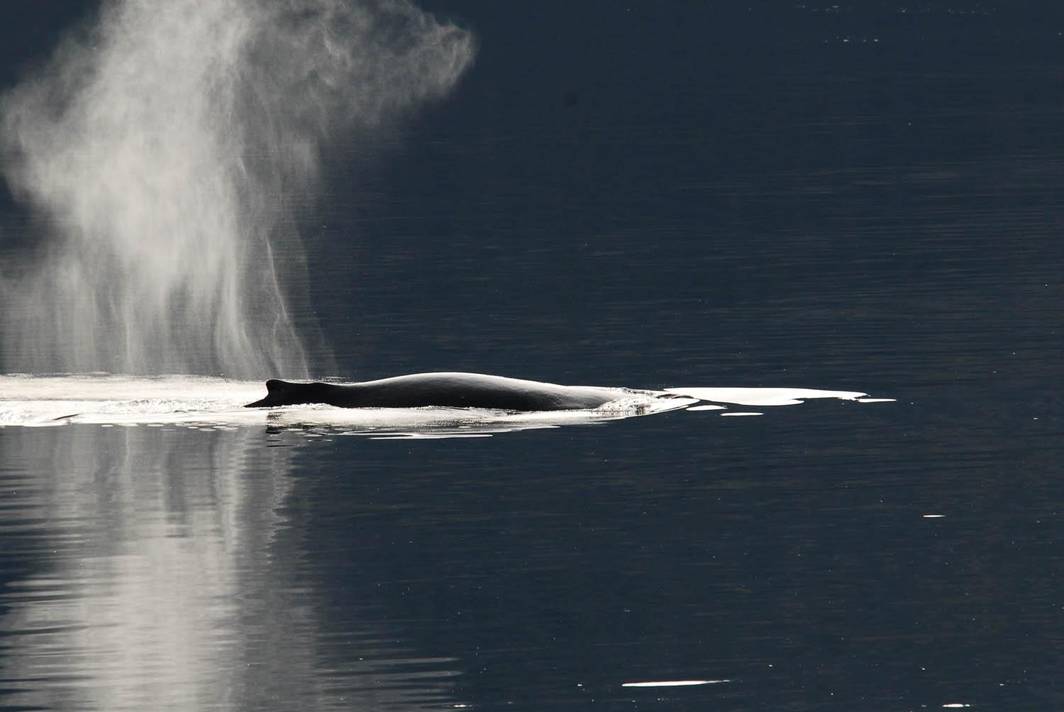 A whale spouts a tall plume of water from its blowhole in dark water.
