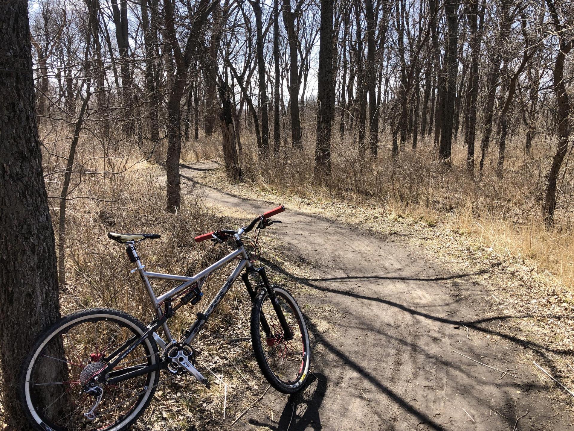 Mountain bike leaning on a tree on a sunny dirt path through a bare forest.