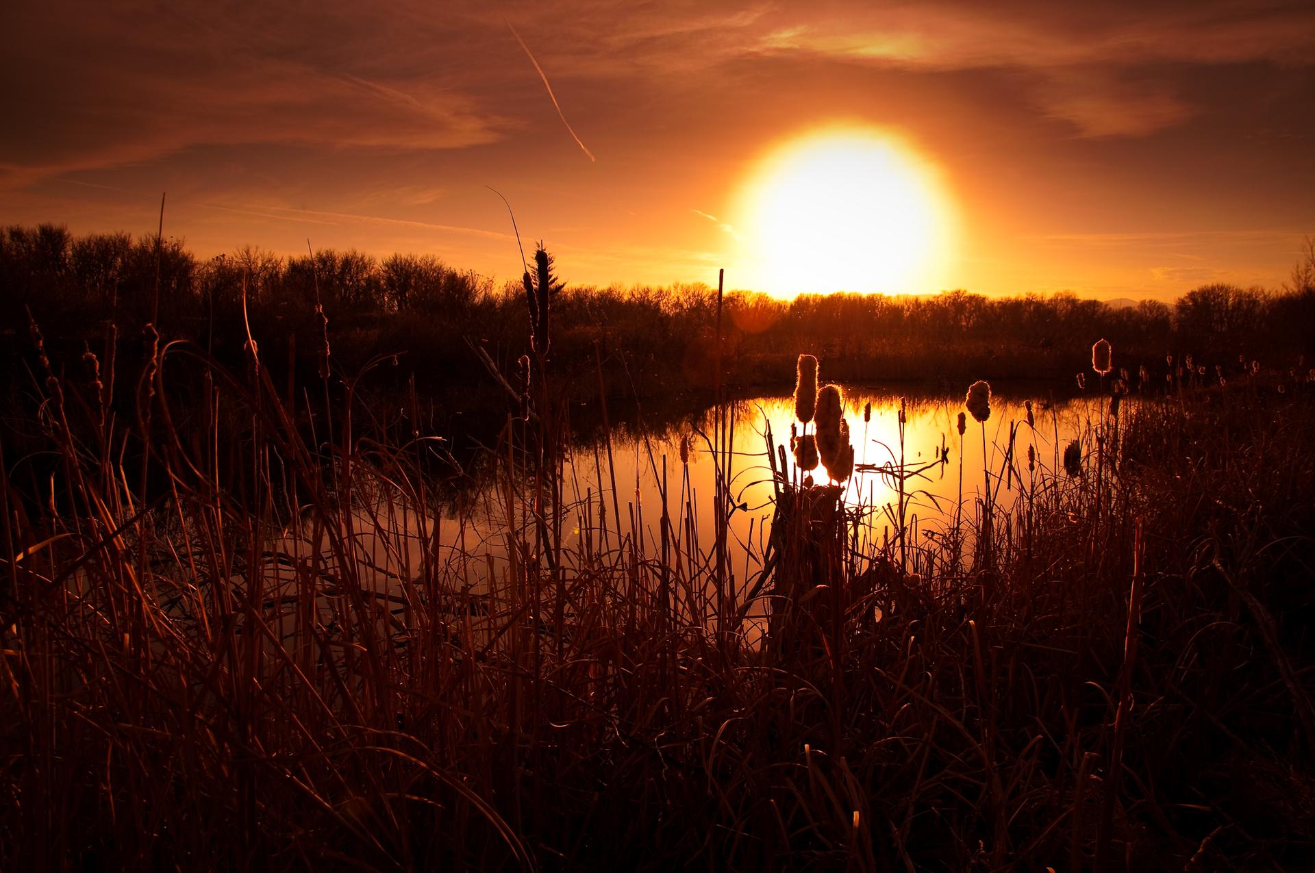 A vibrant orange sunset reflects over a pond with silhouetted reeds.