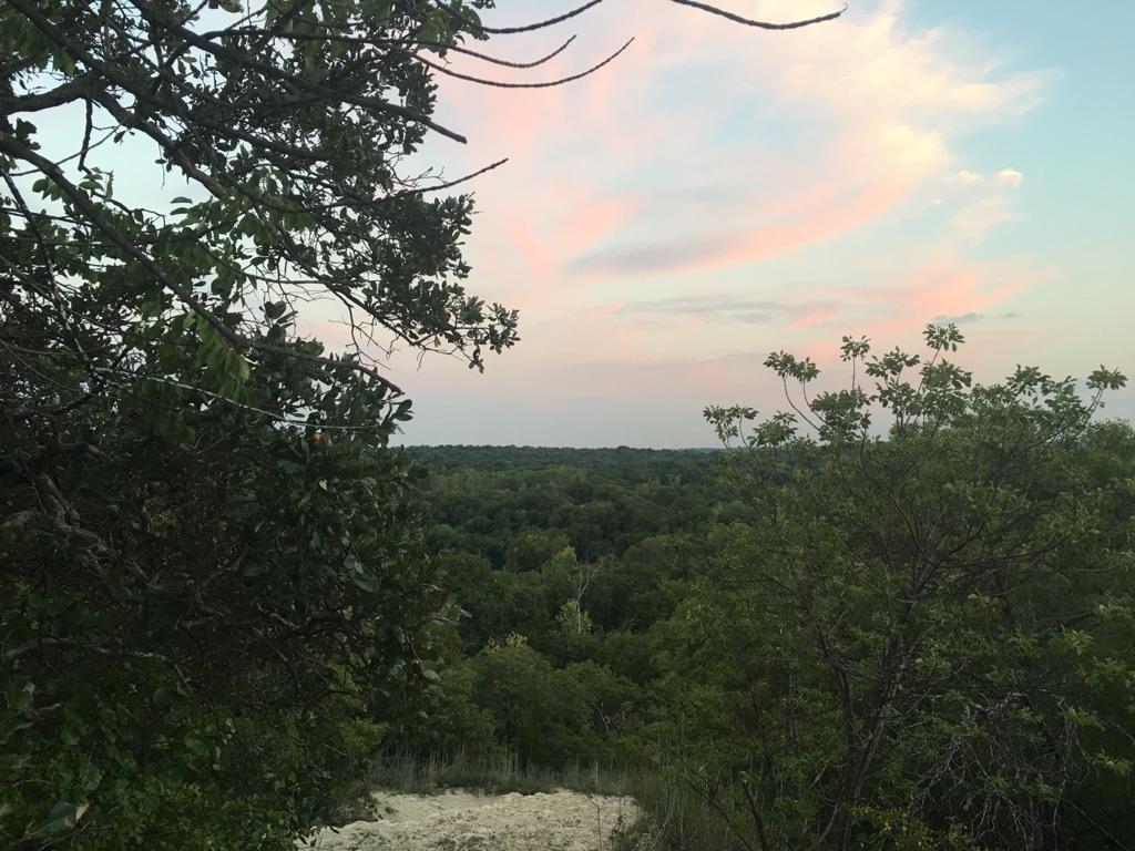 Elevated view of a dense green forest under a soft, colorful sunset sky.