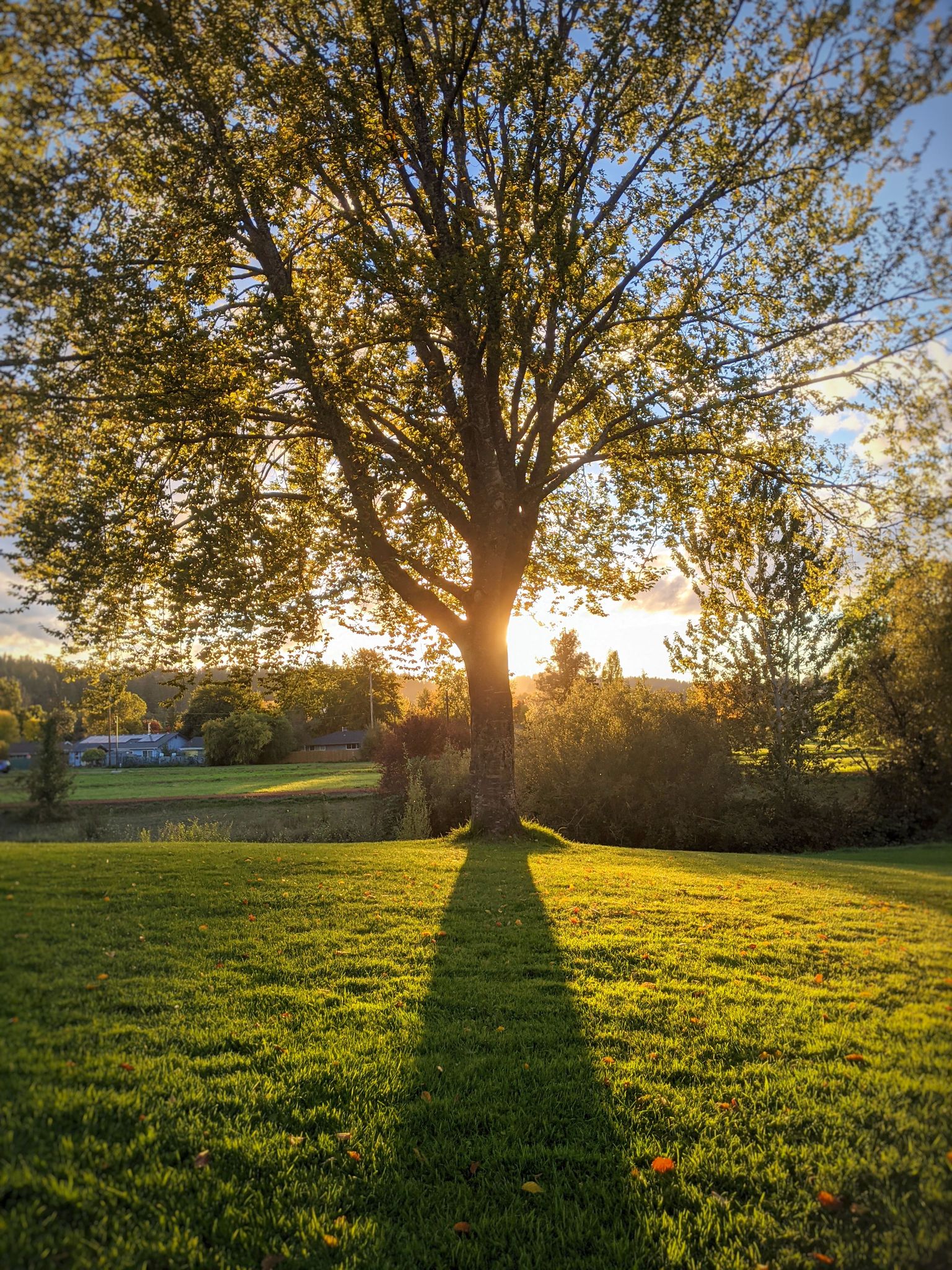 Sunlight streams through a large tree, casting a long shadow on green grass. - Rexius and Amazon Trail Loop