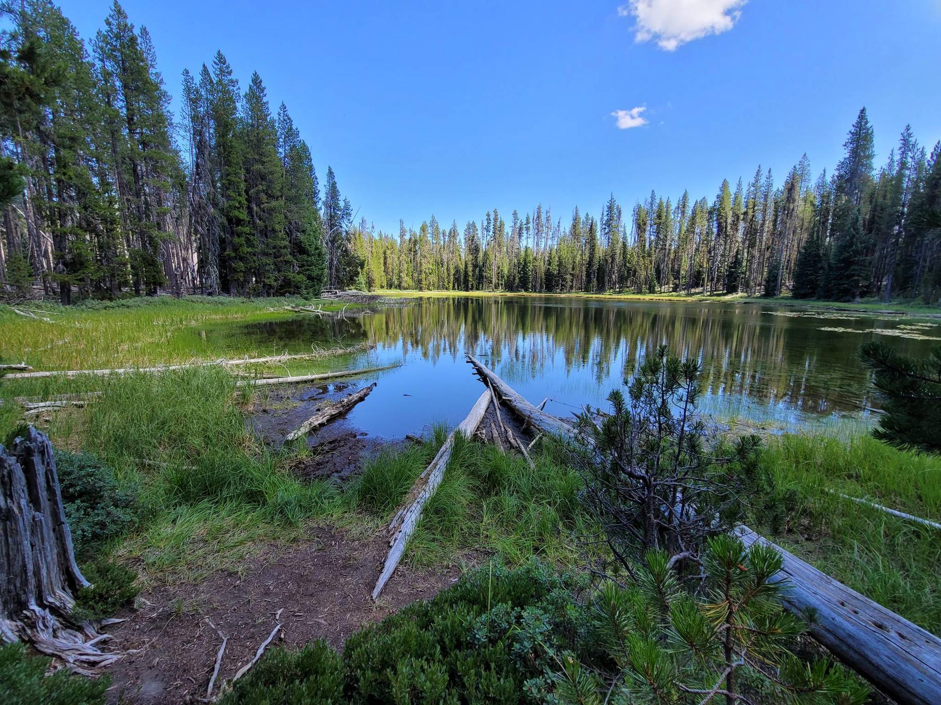 Small, calm lake surrounded by marshy grass and pine trees under a blue sky.