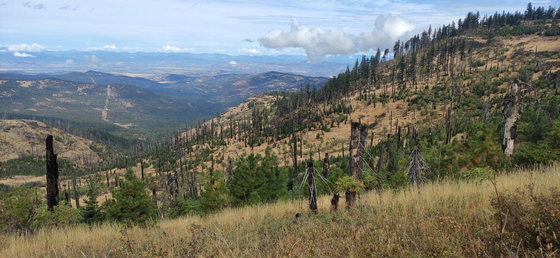 Expansive valley view with burnt trees, dry hills, and distant mountains under cloudy sky.