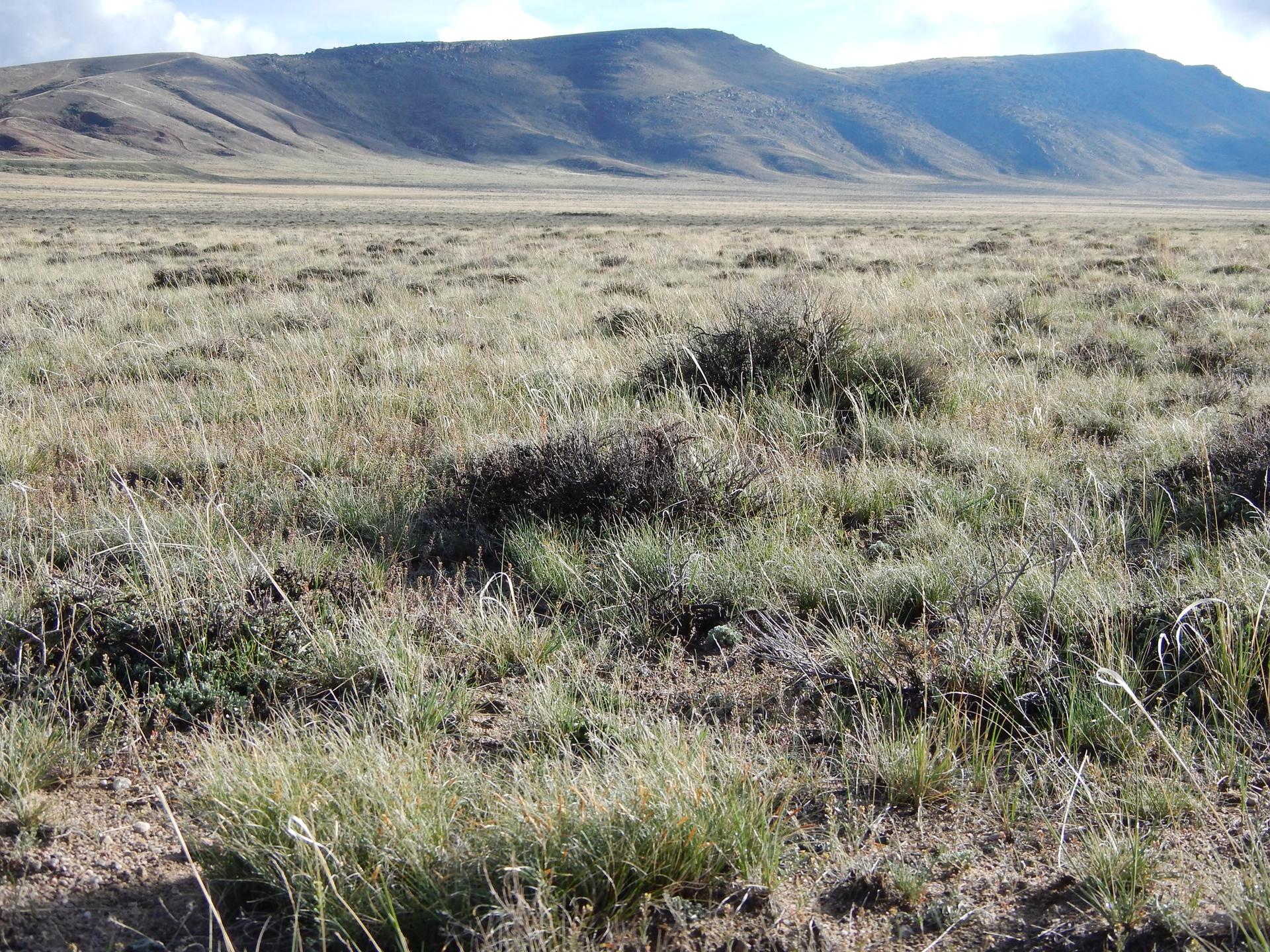 A wide, sunlit, dry grassy field with large hills in the background.