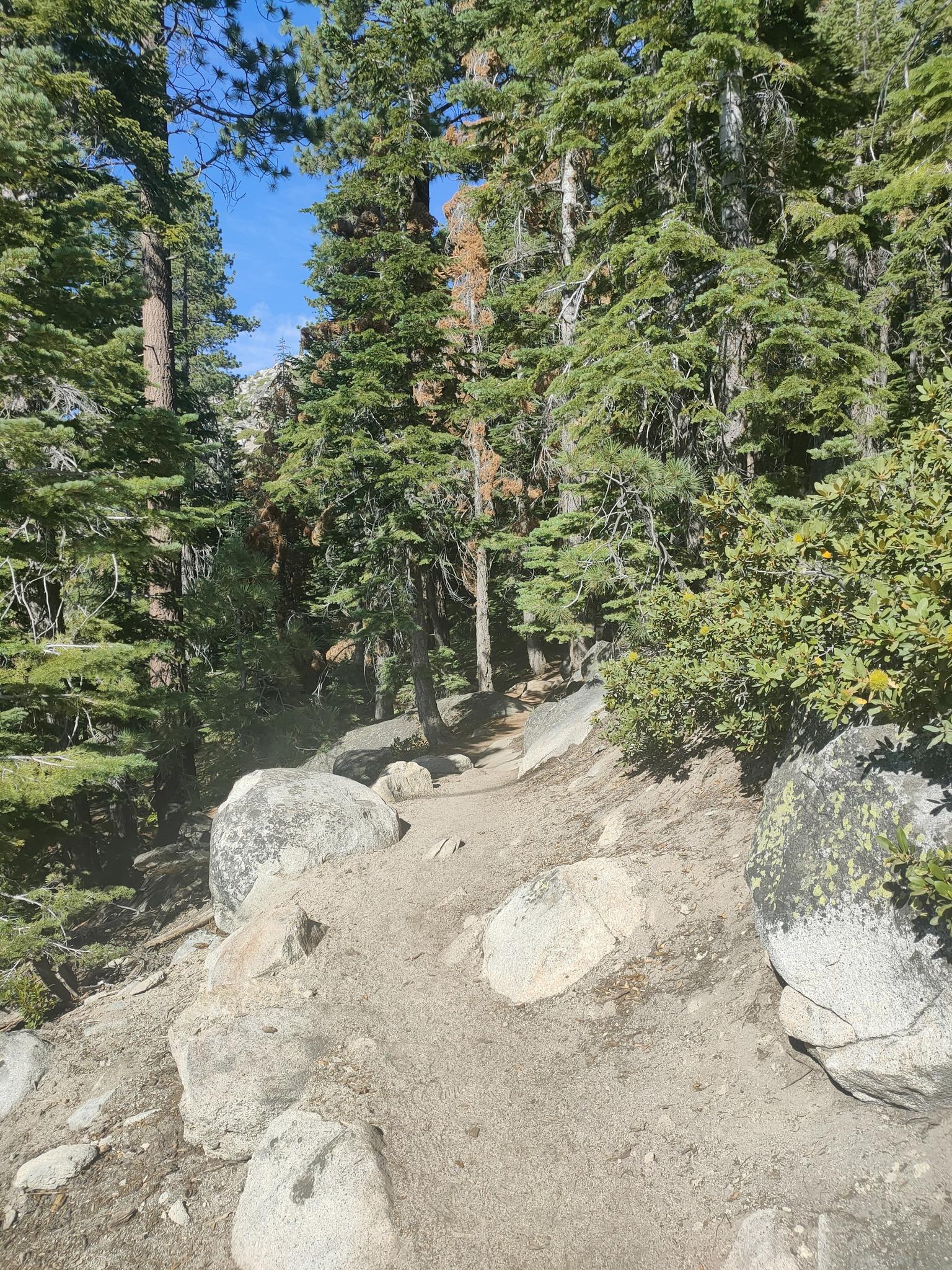 A winding dirt trail through a dense, sunlit forest with large rocks.