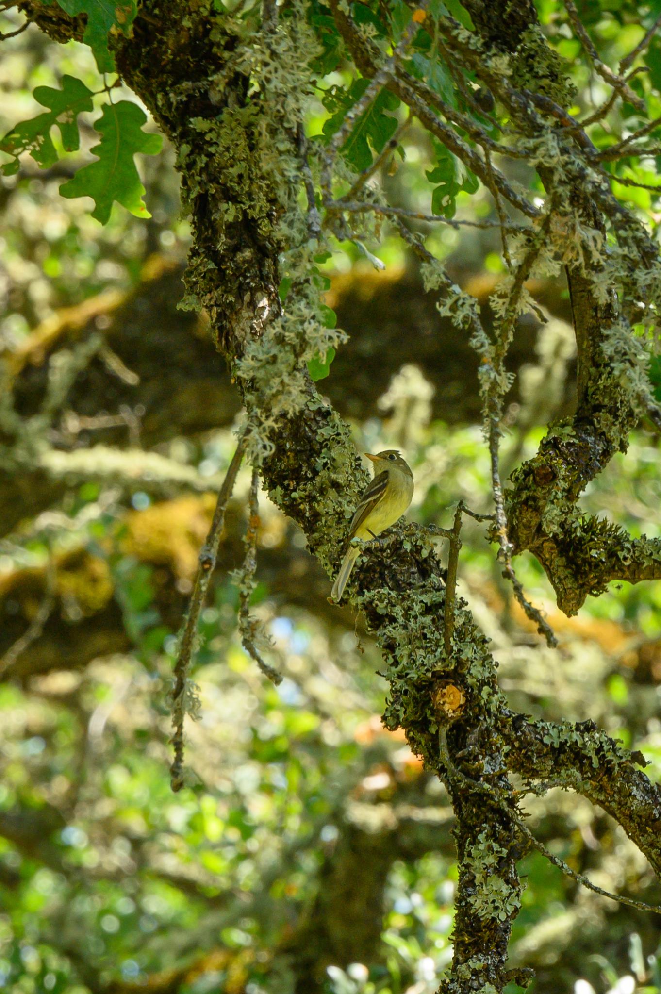 Small yellow bird perched on a moss-covered tree branch in dappled sunlight.
