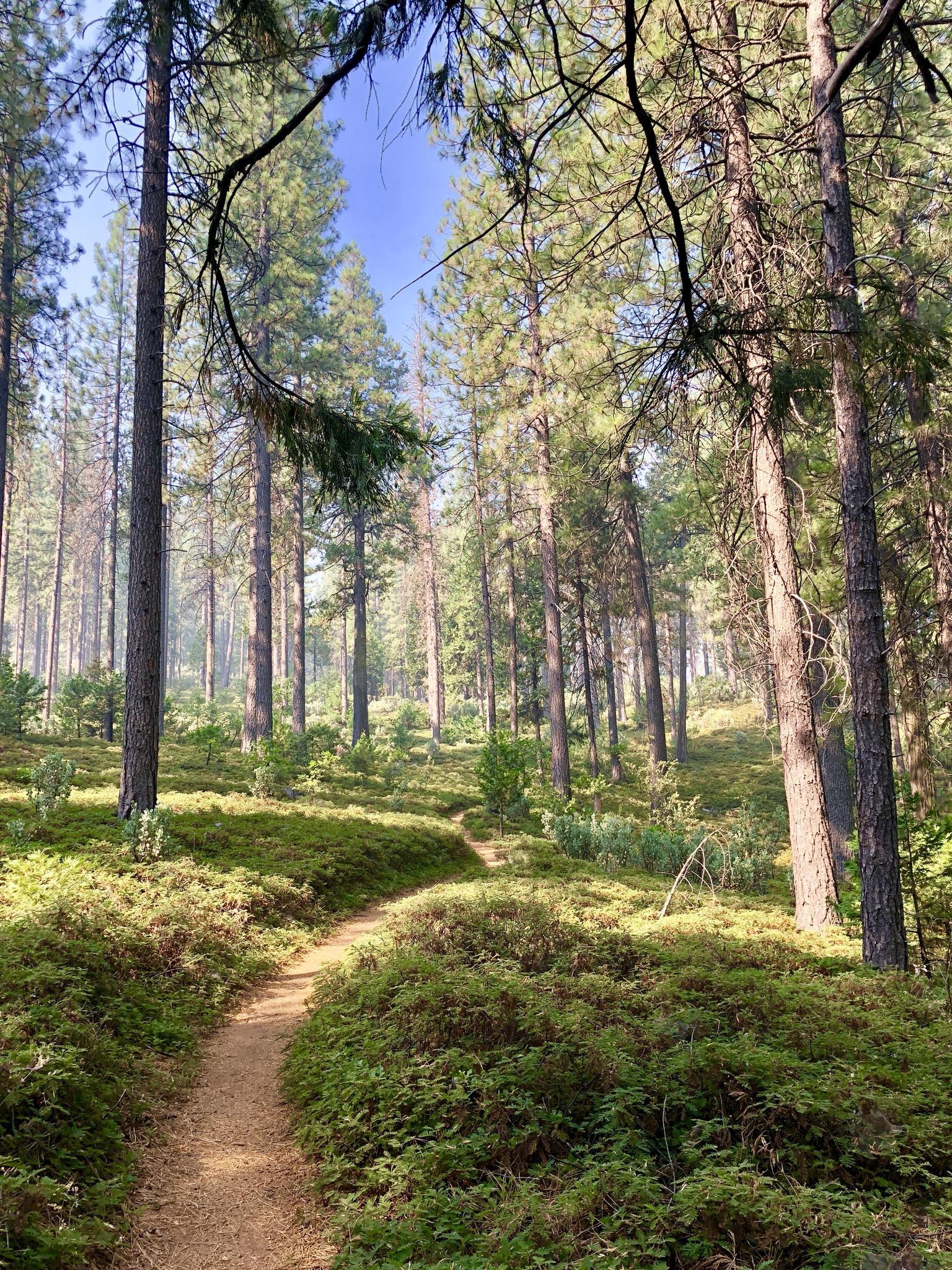 Sunlit dirt path winding through a dense forest with tall trees and green undergrowth.