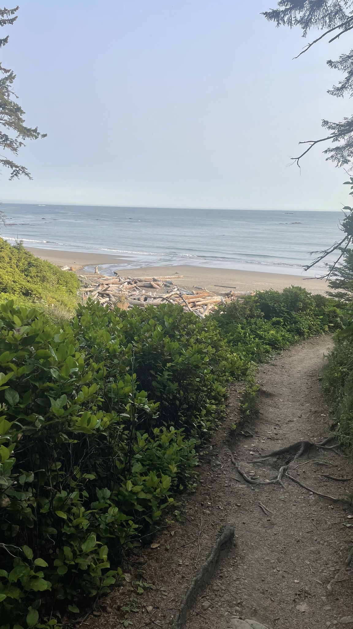 Dirt path through green bushes leads to a wide beach and ocean. - Third Beach to Toleak Point Trail
