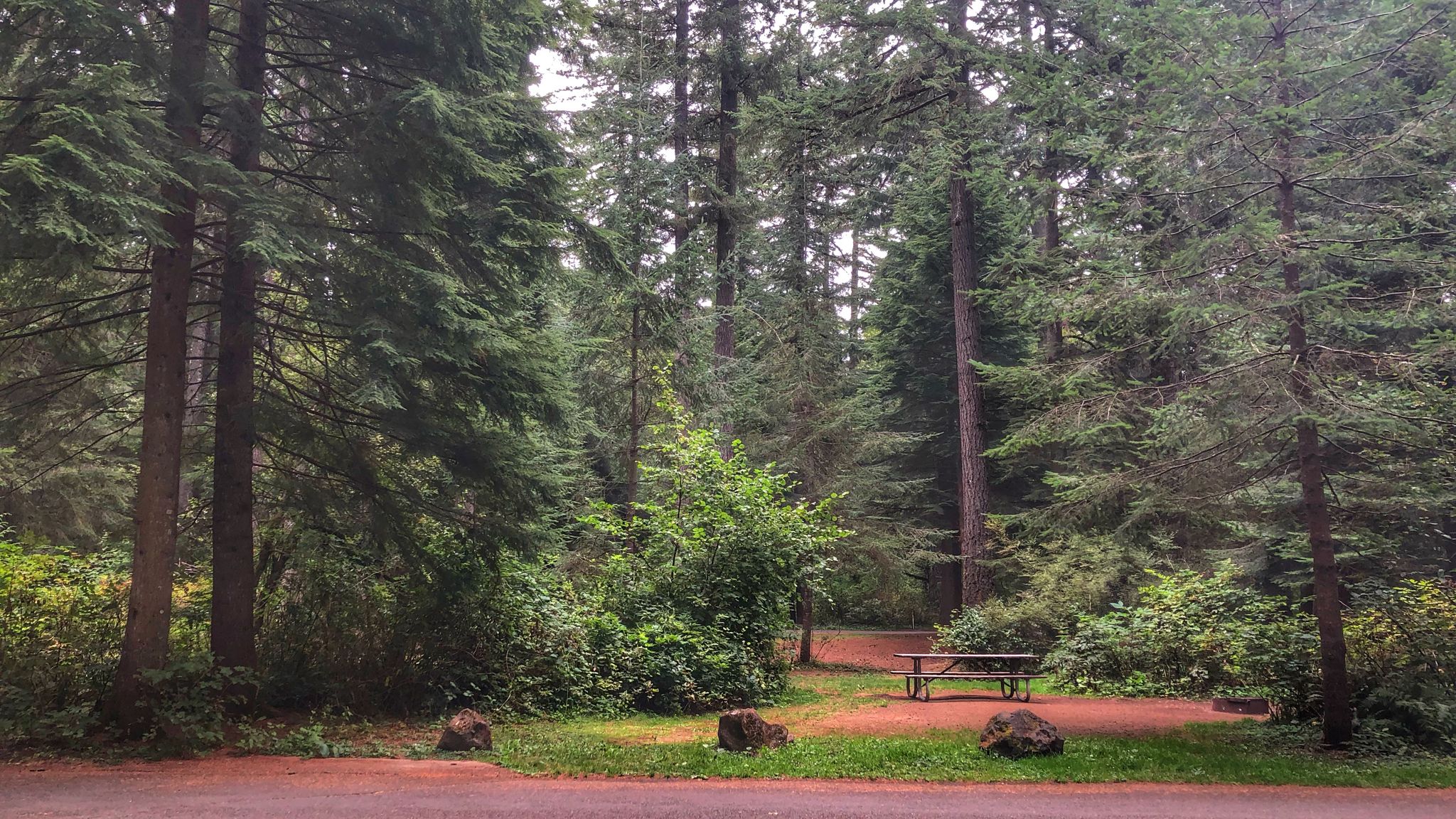 Forest campsite with a wooden picnic table surrounded by tall evergreen trees. - Rim Trail Loop