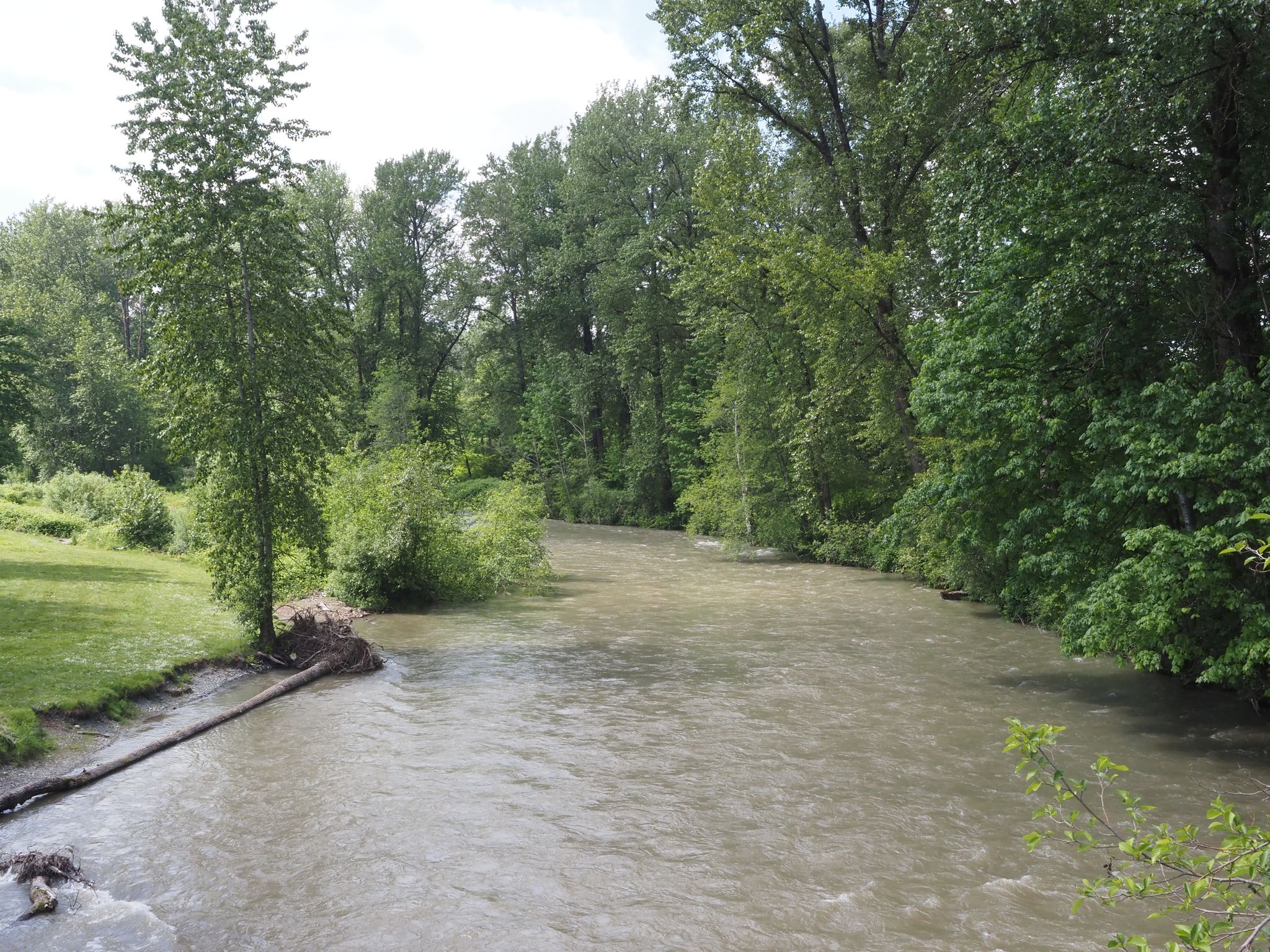 A murky river flows between lush green forested banks under an overcast sky. - Osprey Park loop
