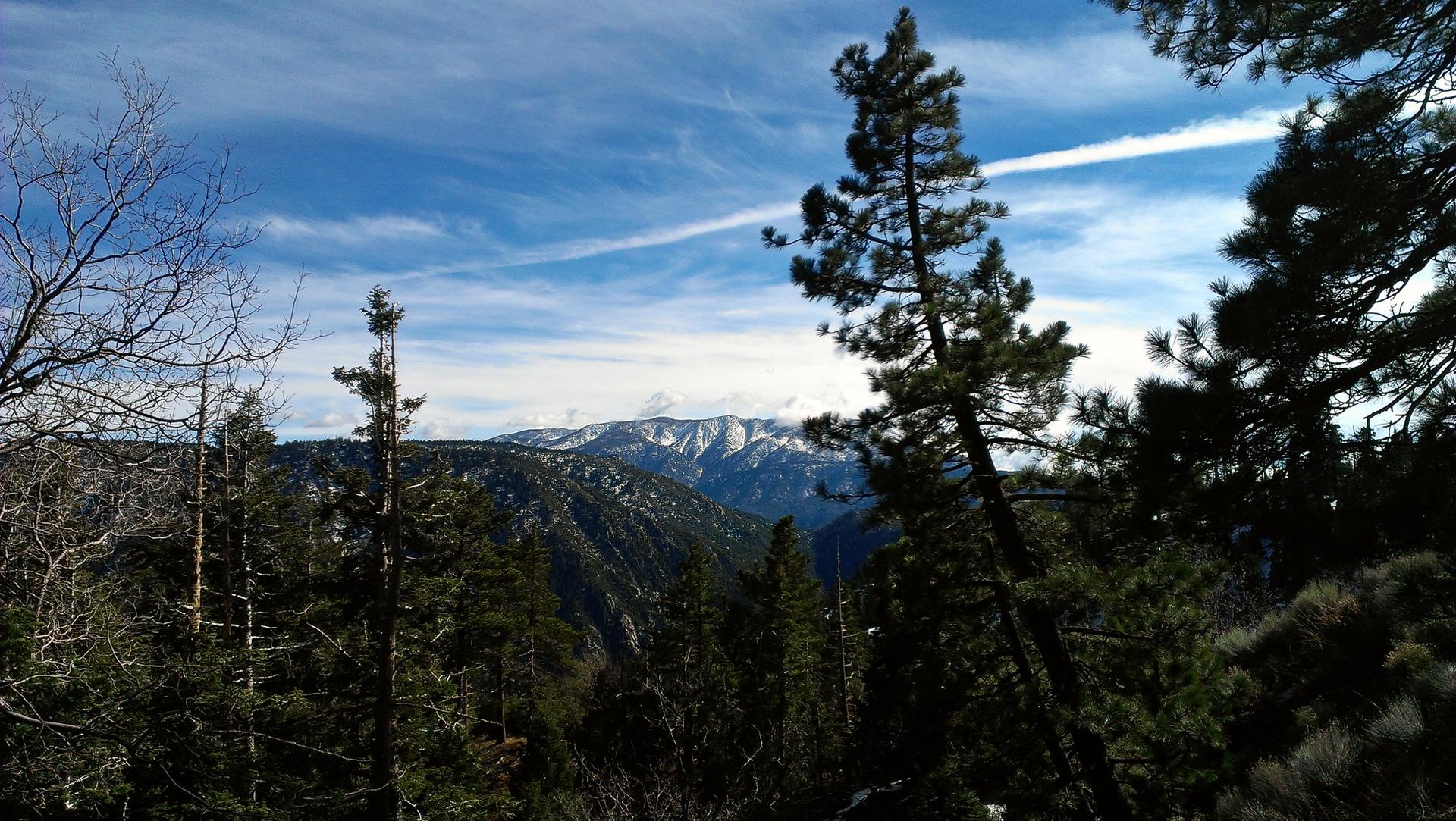 Pine trees frame distant snow-capped mountains under a bright blue sky.