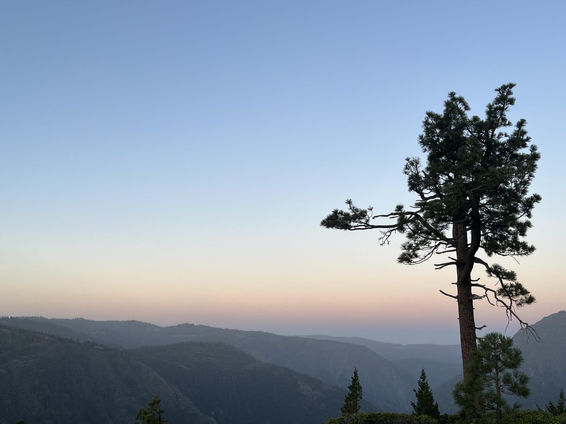 A large pine tree stands against a colorful sunset sky over layered mountains.