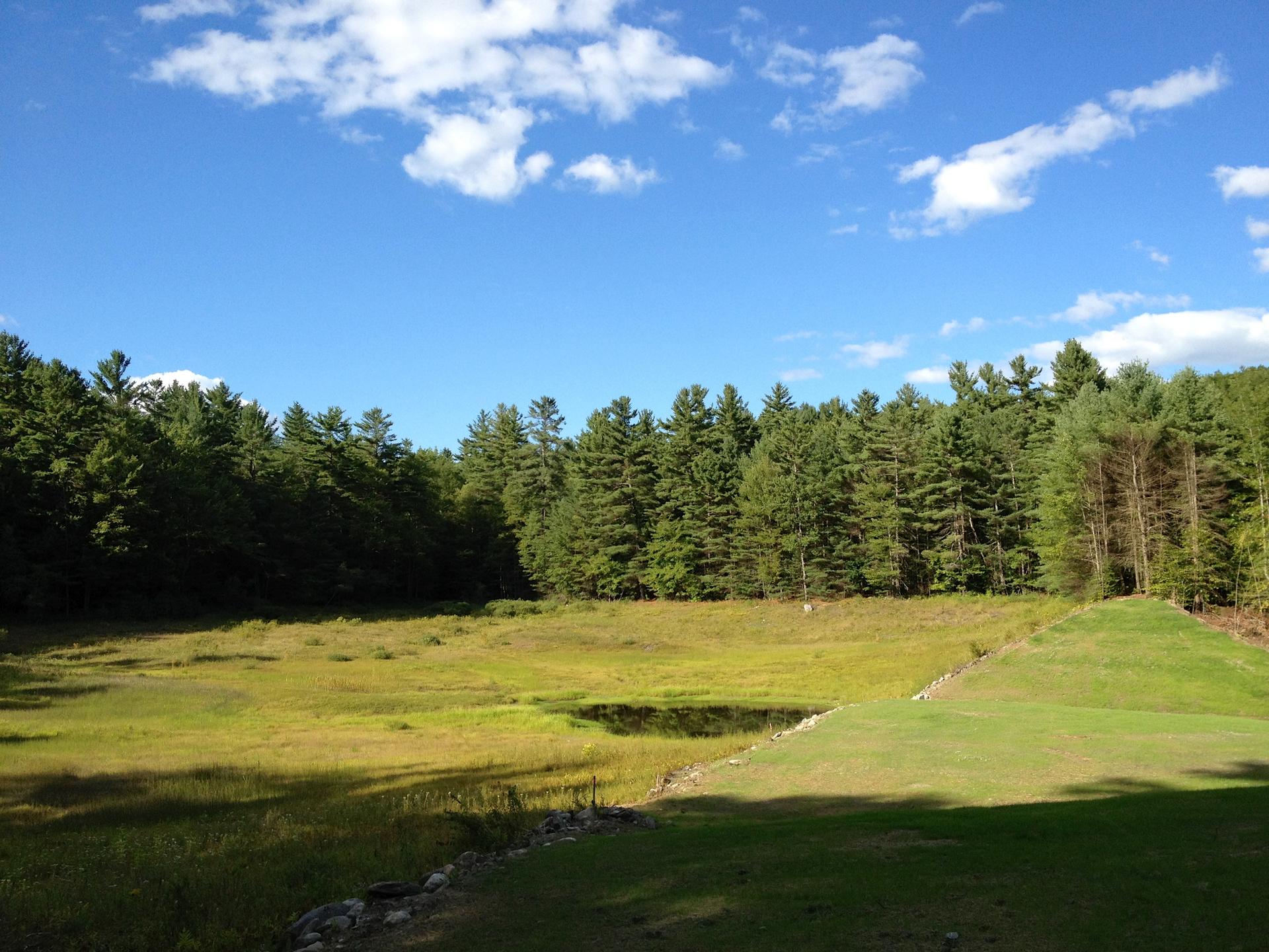 Expansive sunny meadow with green and yellow grass, backed by a dense forest.