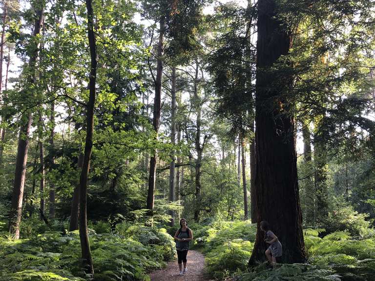 The Chase forest loop — North Wessex Downs | hike | Komoot
