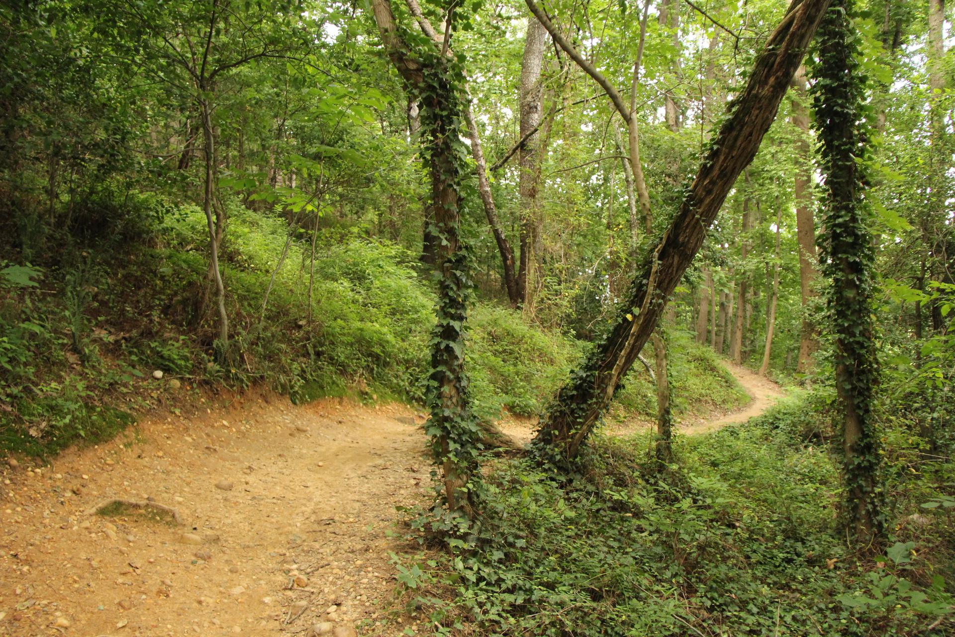 A fork in a dirt path surrounded by lush green trees and foliage.