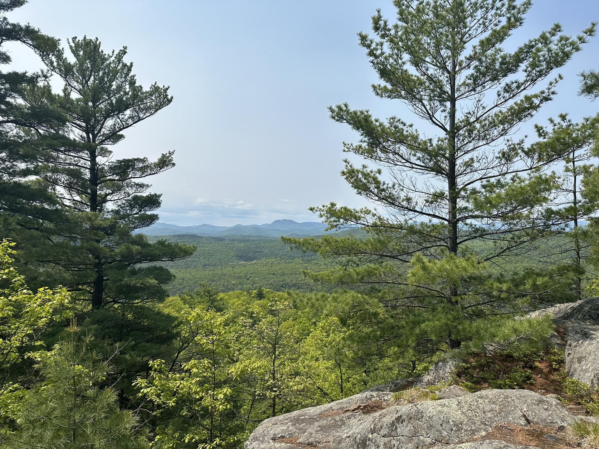 Two tall pine trees frame a distant green forested valley.