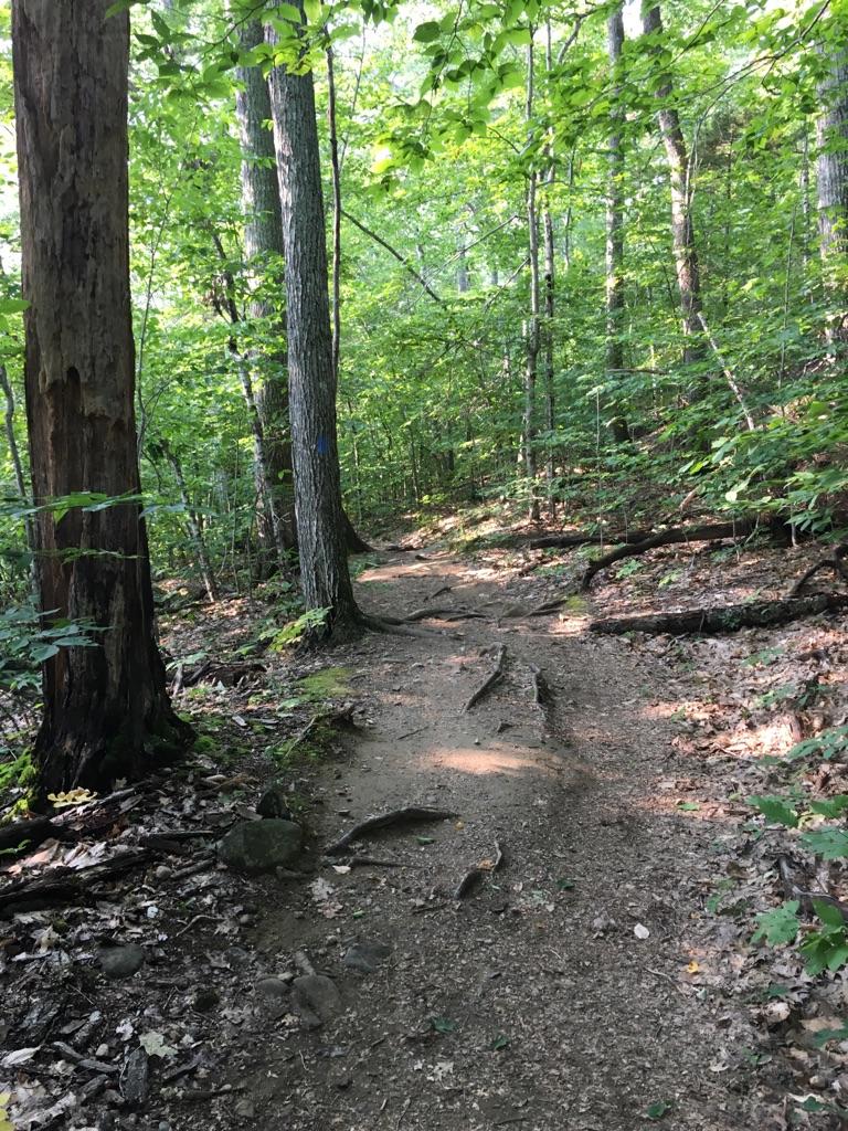 Dirt trail with exposed roots winding through a sunlit, dense green forest.