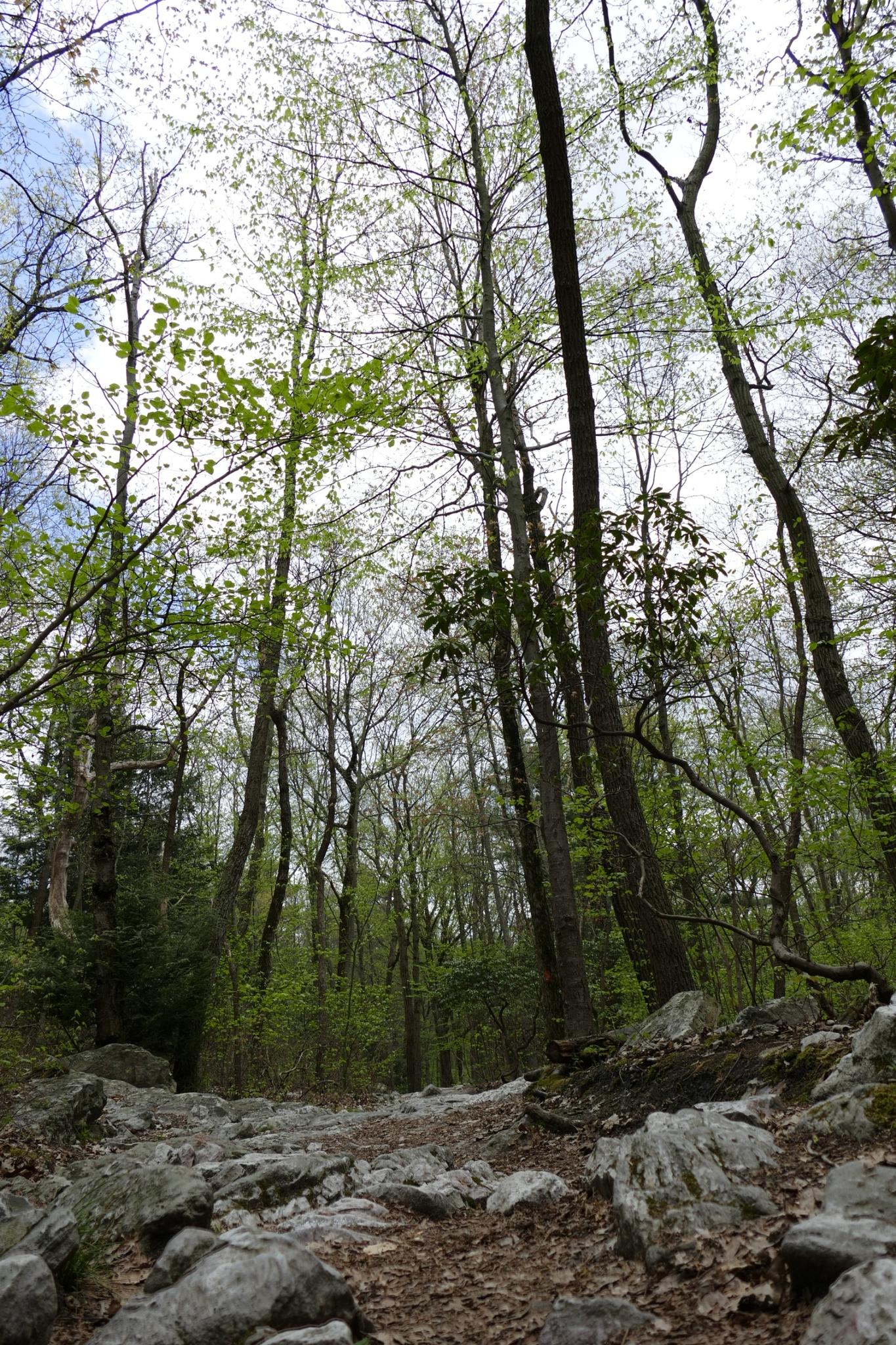 Rocky forest floor beneath tall trees with light green leaves and bright sky.