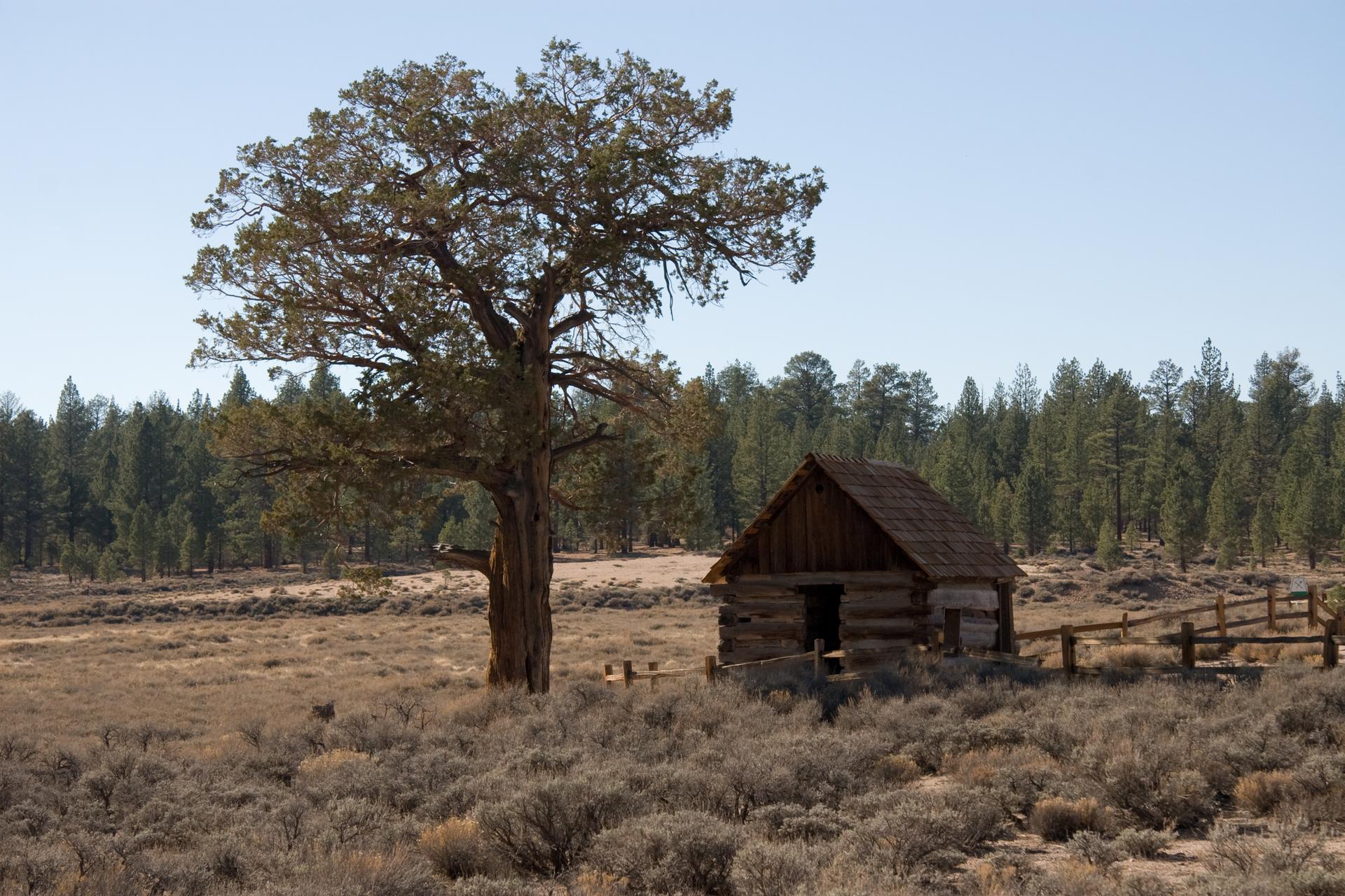 Rustic wooden cabin next to a large tree in a dry, sunny field.