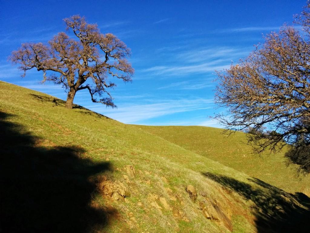 Two bare trees on a steep, sunlit grassy hillside under a bright blue sky.