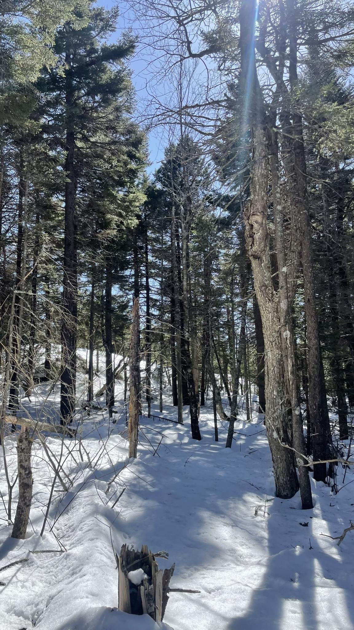Sunlight filters through tall pine trees onto a snow-covered forest path.