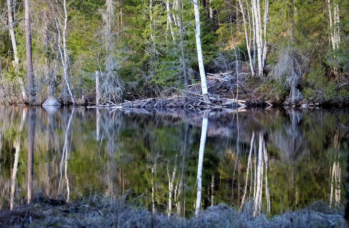 Dense forest with birch trees reflected in calm, dark water.