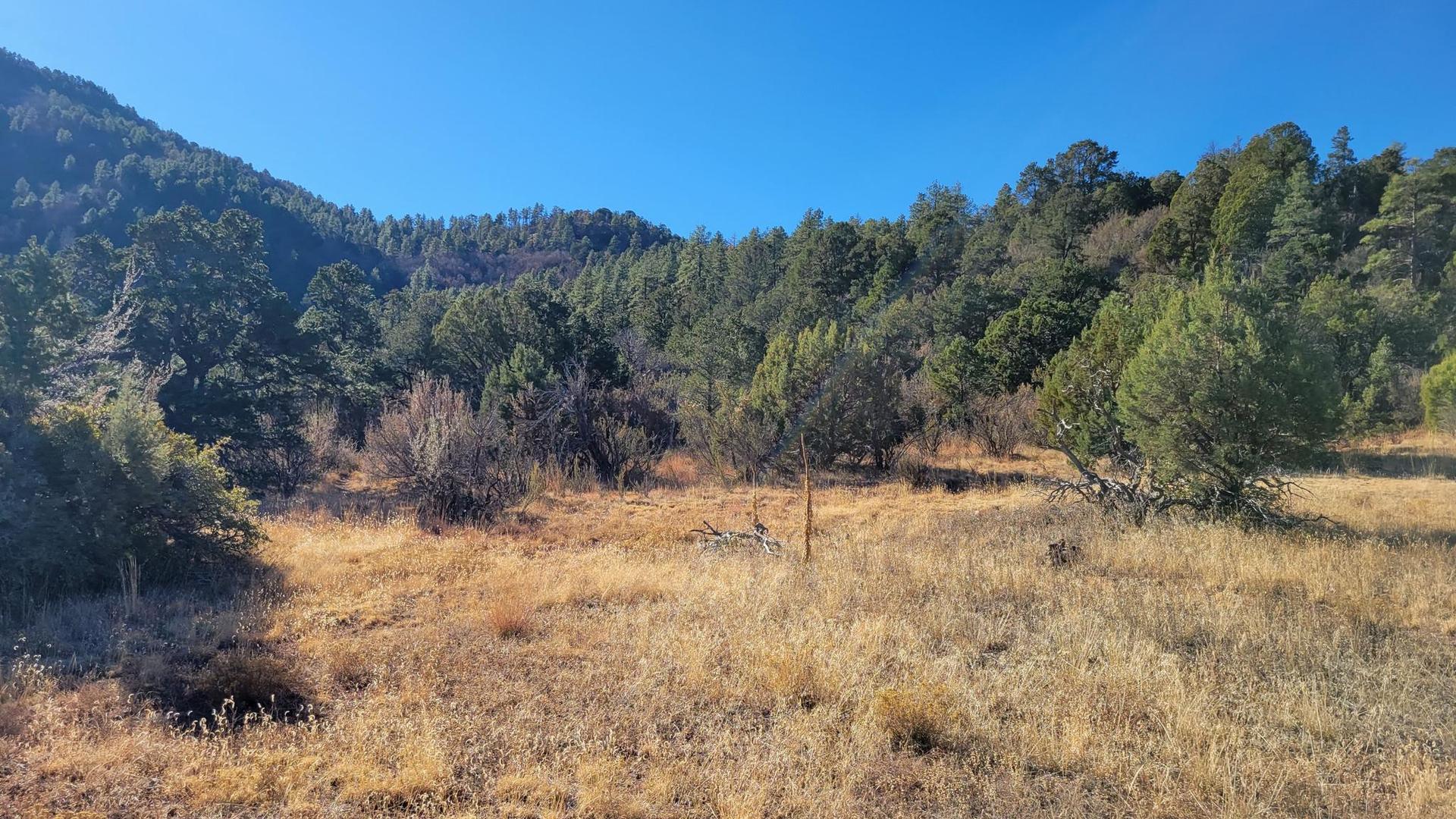 Dry grassy field with scattered trees and distant forested hills under clear sky.