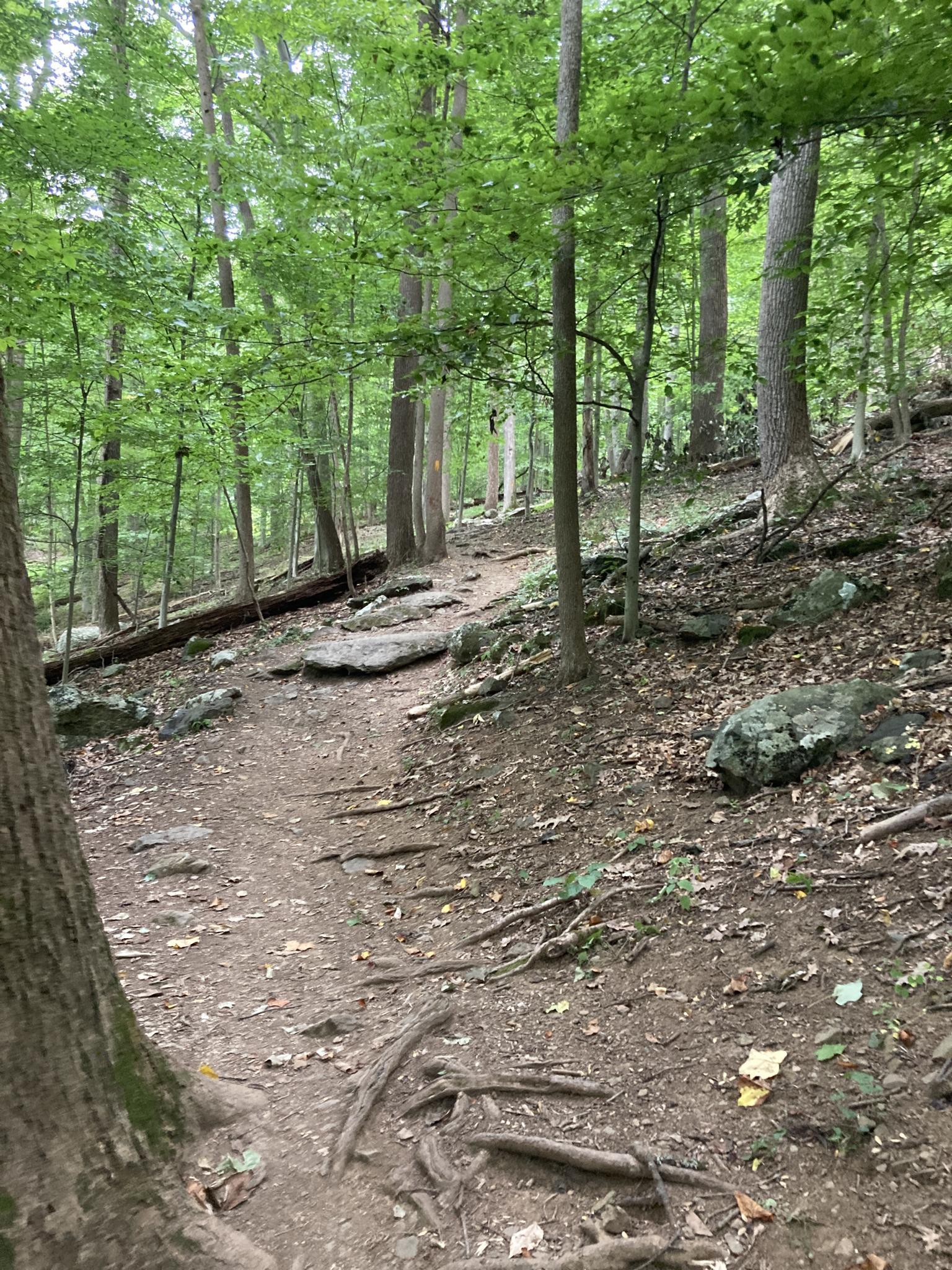 Shaded forest path with exposed roots and green foliage.
