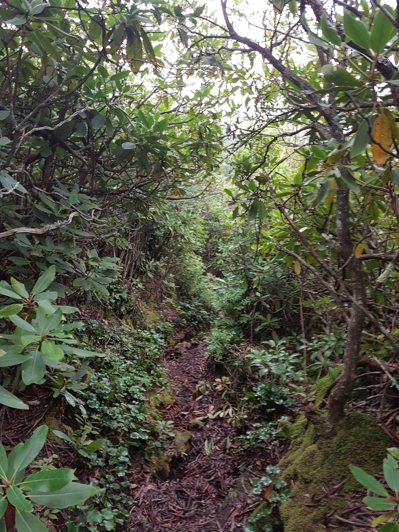 Narrow, overgrown dirt path winding through dense green forest foliage.