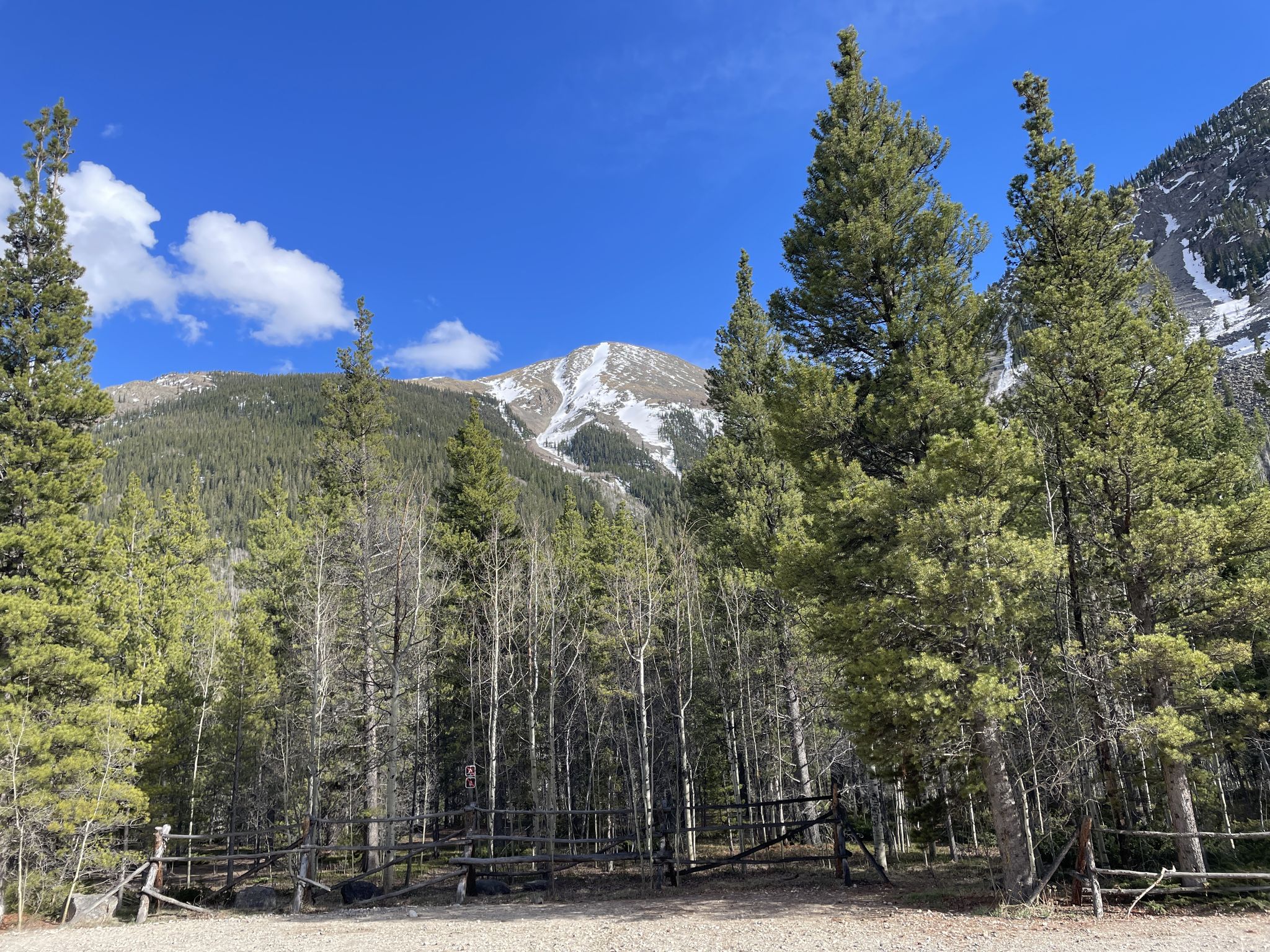 Pine and deciduous forest with a wooden fence and snowy mountain peak. - Mount Belford via Missouri Gulch Trail