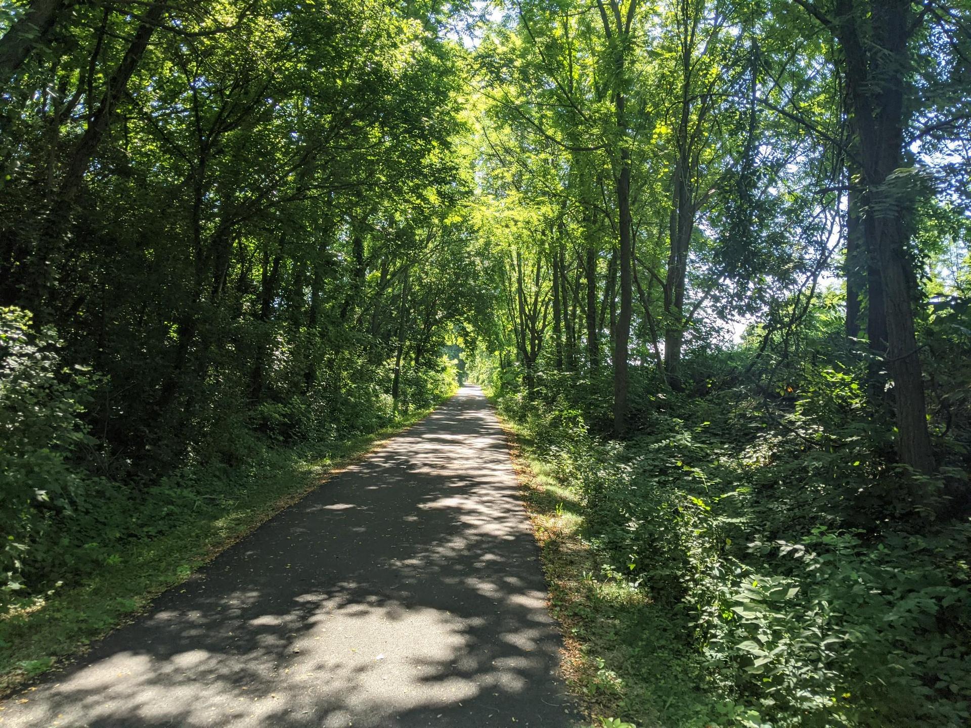 Paved path winding through a sunlit, dense green forest with dappled light.