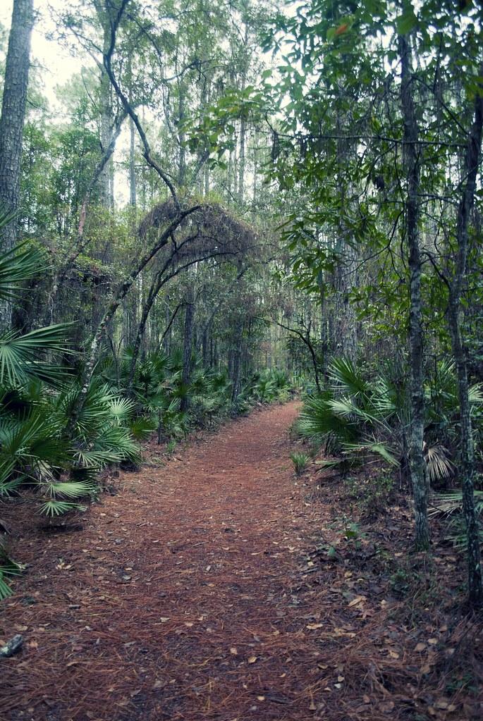 A narrow dirt path winding through a lush, green, shaded forest.