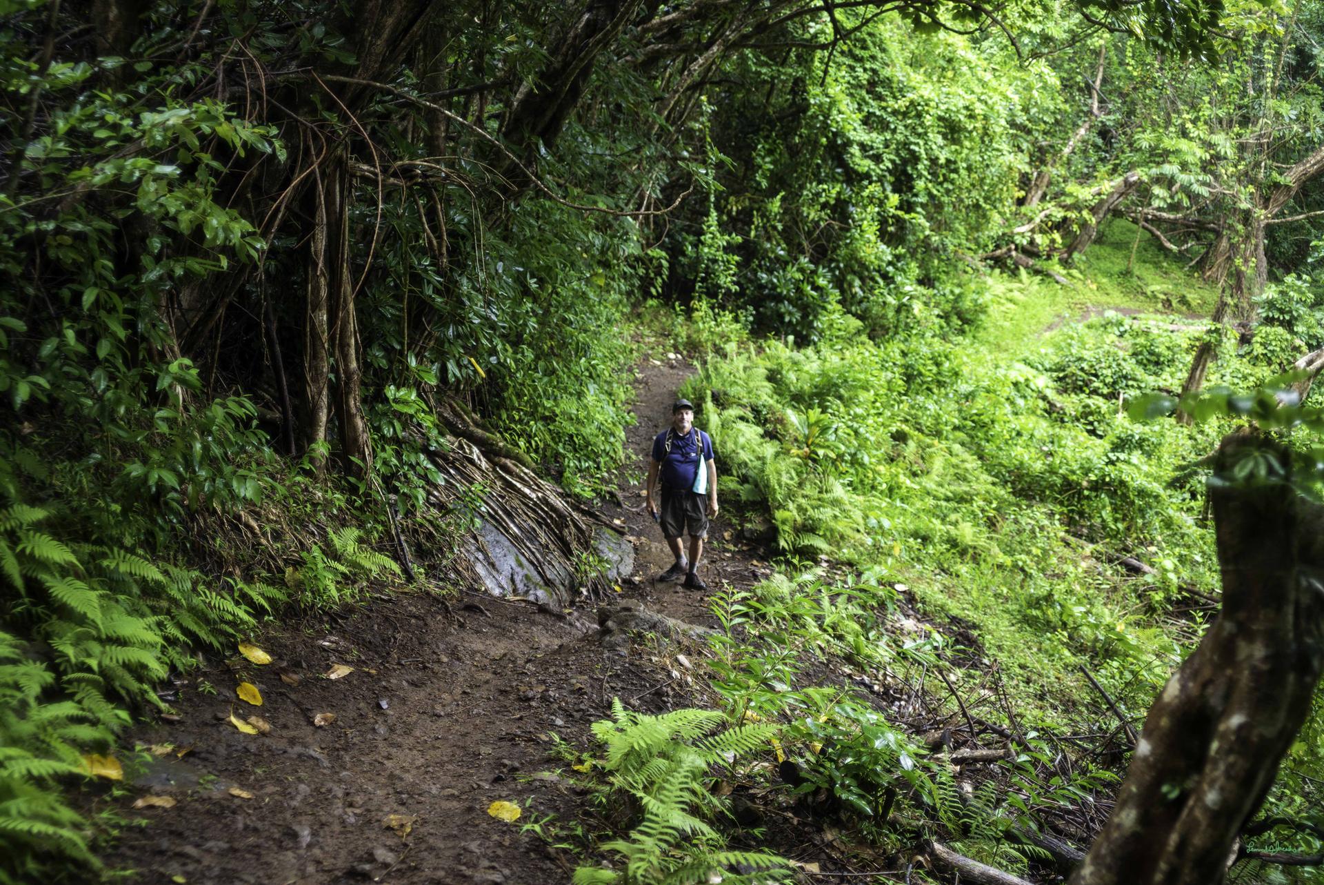 A man walks on a shaded dirt path through a dense green forest.