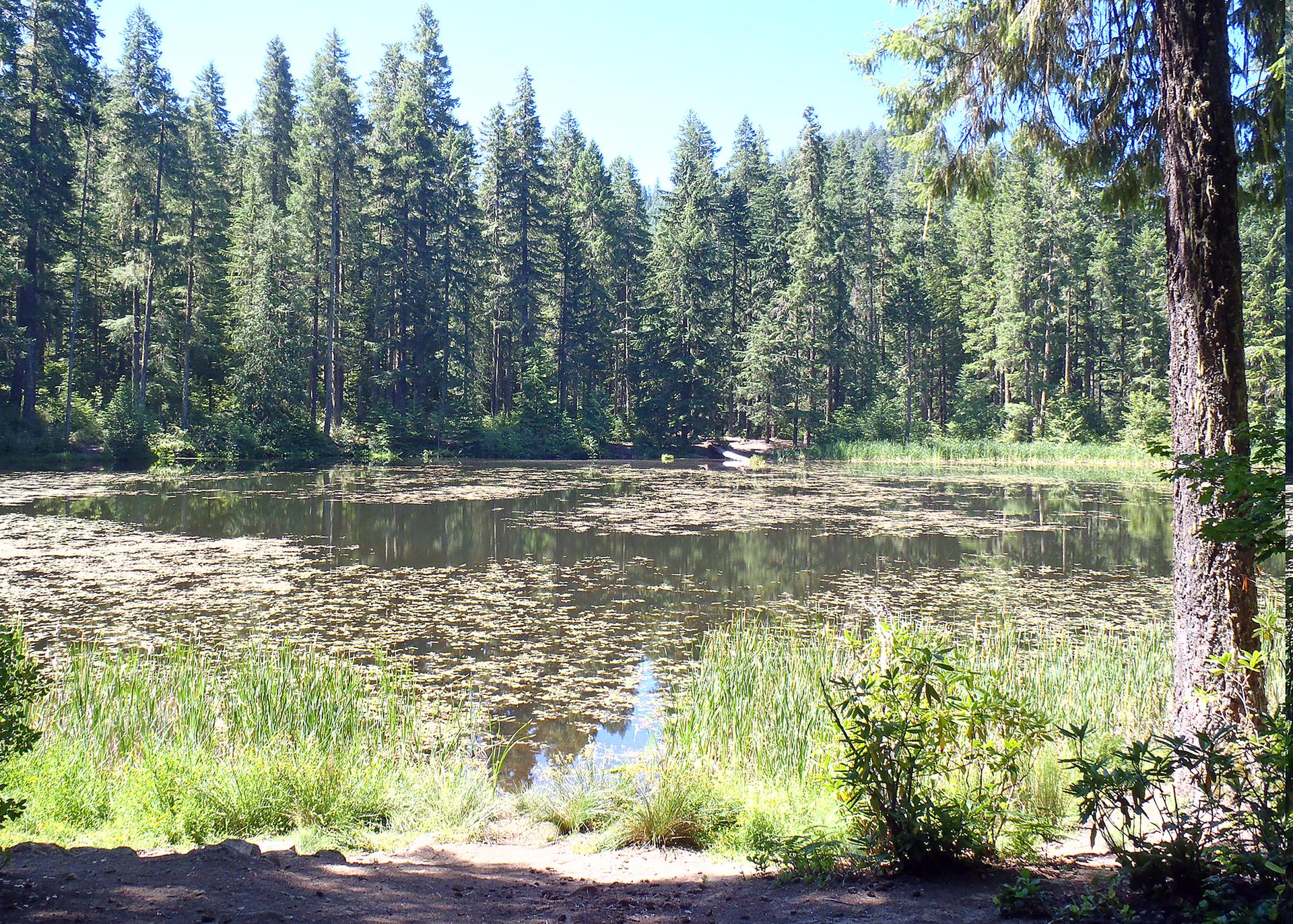 Sunny view of a calm lake surrounded by a dense evergreen forest.