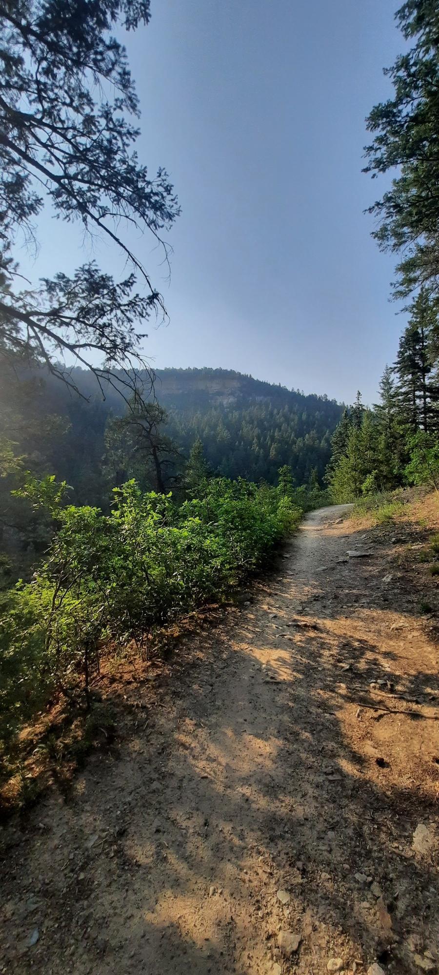 A sunlit dirt path winds through a dense green forest with hills.