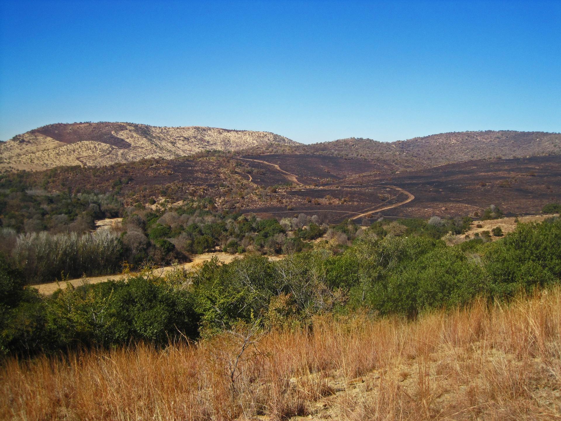 Expansive hilly landscape with burnt patches, green trees, and a winding dirt road under clear sky.
