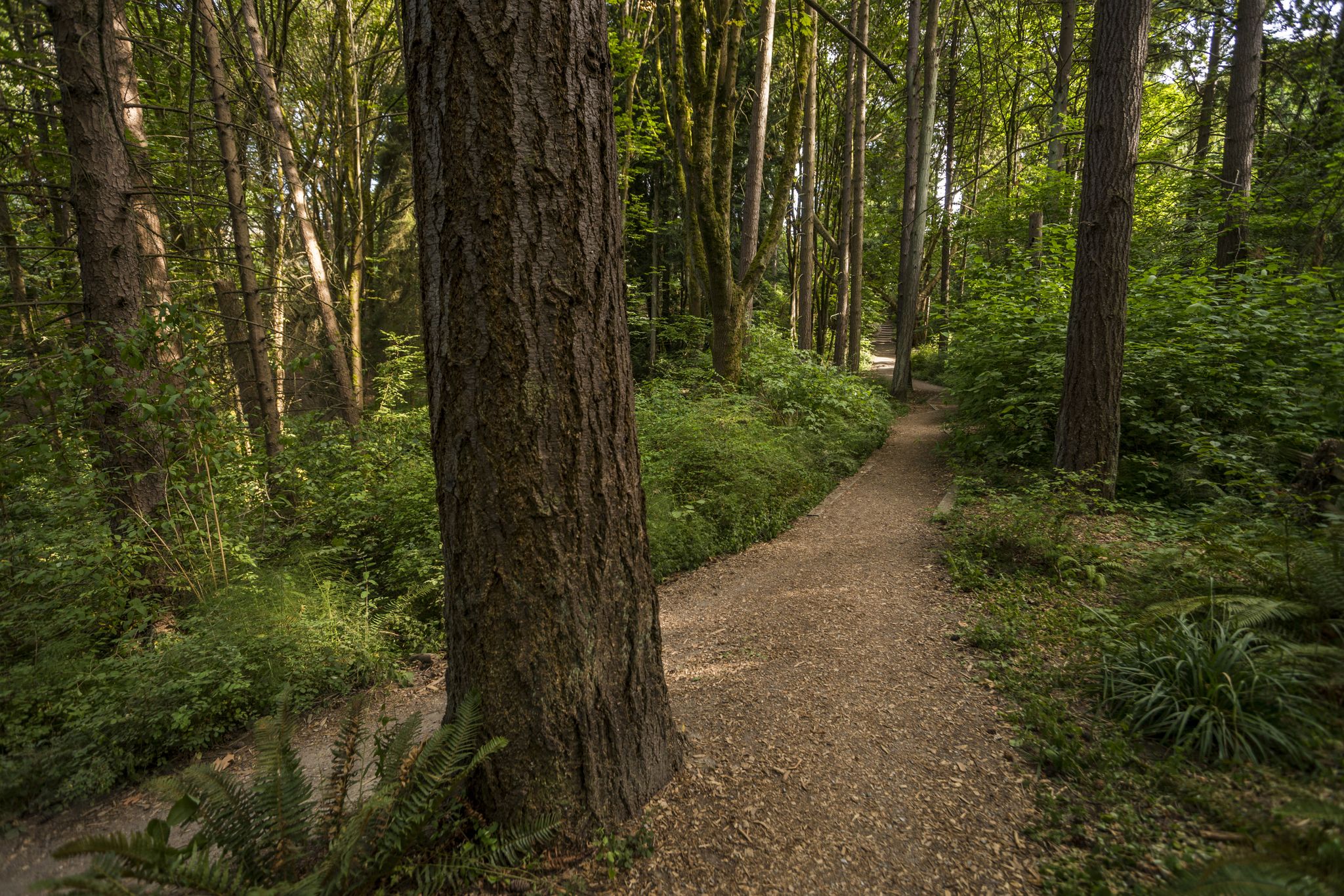 A sunlit gravel path winding through a lush green forest. - Interlaken Park Trailhead – Bagley Viewpoint loop from Seattle University