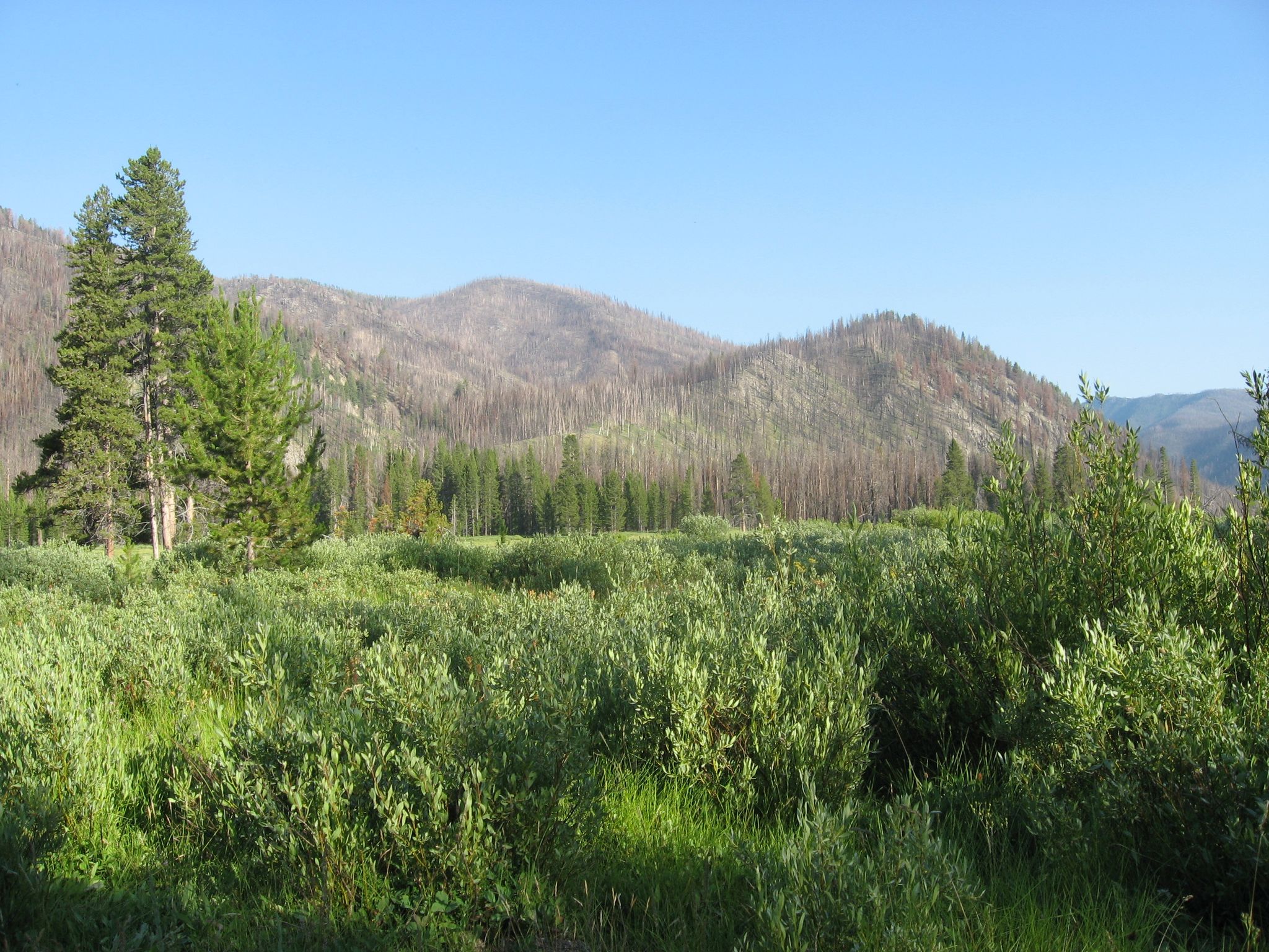 Vibrant green meadow and forest with distant mountains, some showing fire scars, under blue sky. - Casino Lakes Trail loop from Casino Creek Campground