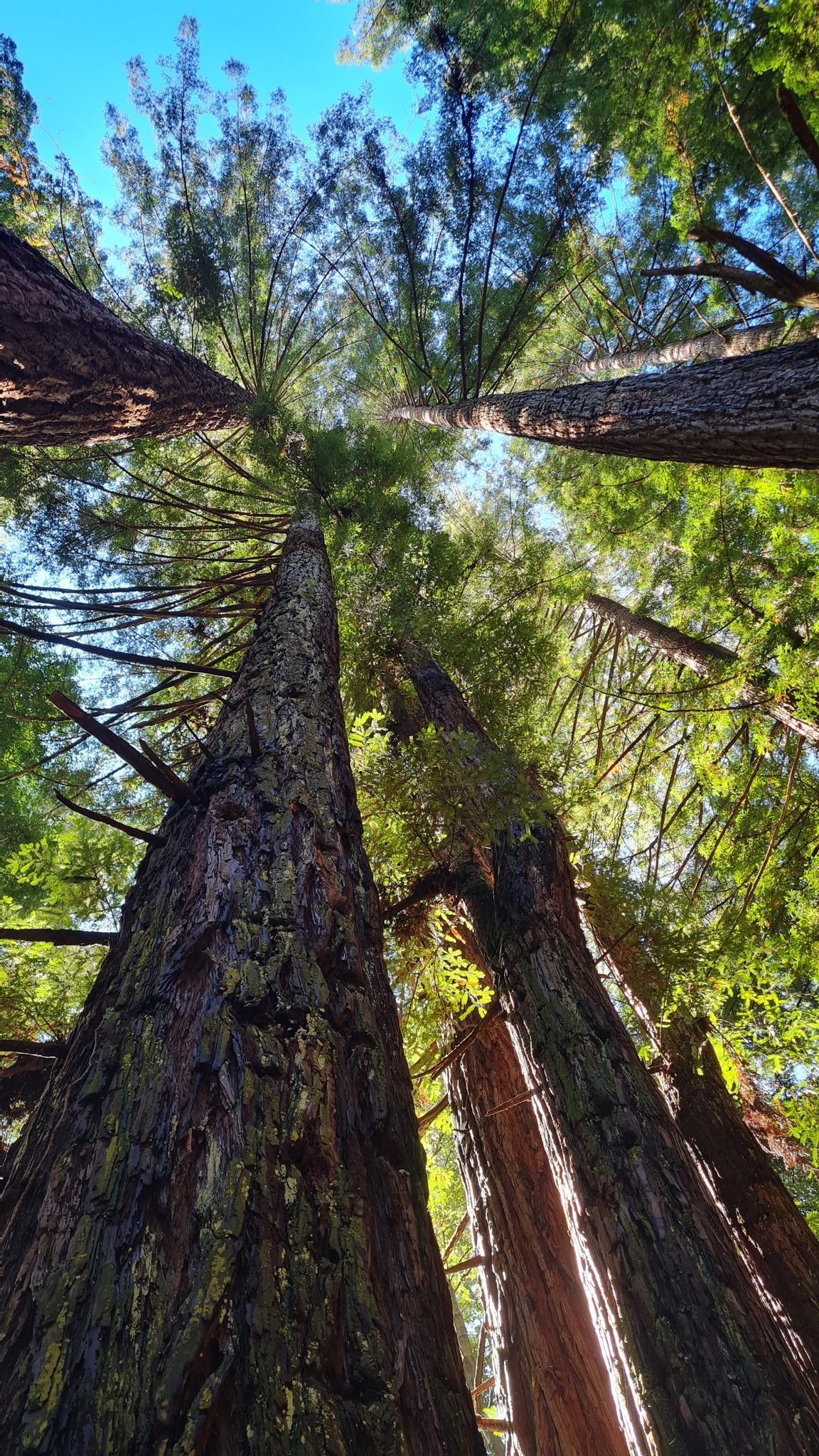 Looking up at towering tree canopies against a bright blue sky.