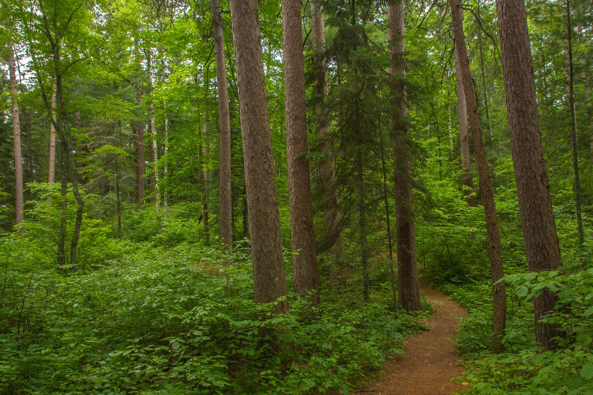 Lush green forest with a winding dirt path under soft, natural light.