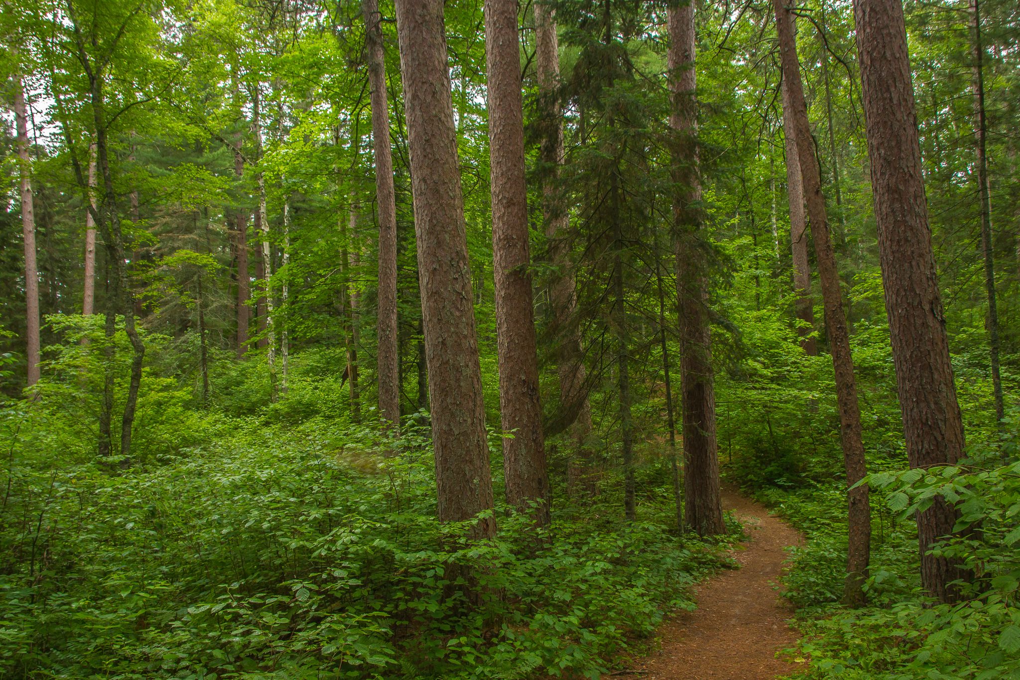 Lush green forest with a winding dirt path under soft, natural light. - Lost 40 Interpretive Trail