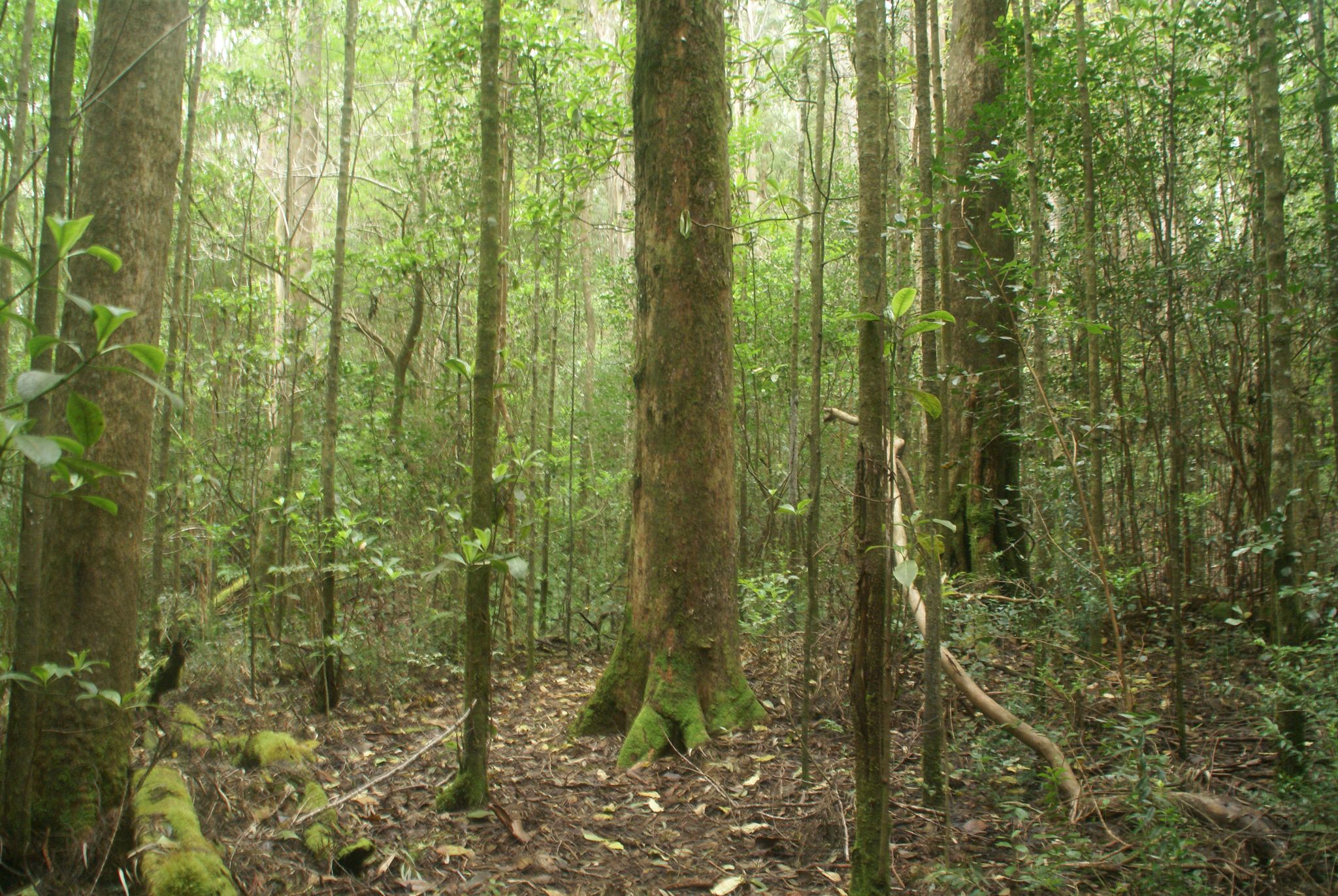 Dense, lush forest with tall trees and green undergrowth under diffused light. - Old Jeep Road via Honokaʻa