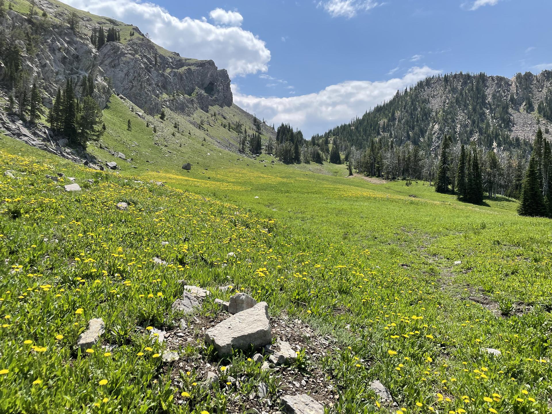 Sunny mountain meadow with yellow wildflowers, rocky slopes, and pine trees.