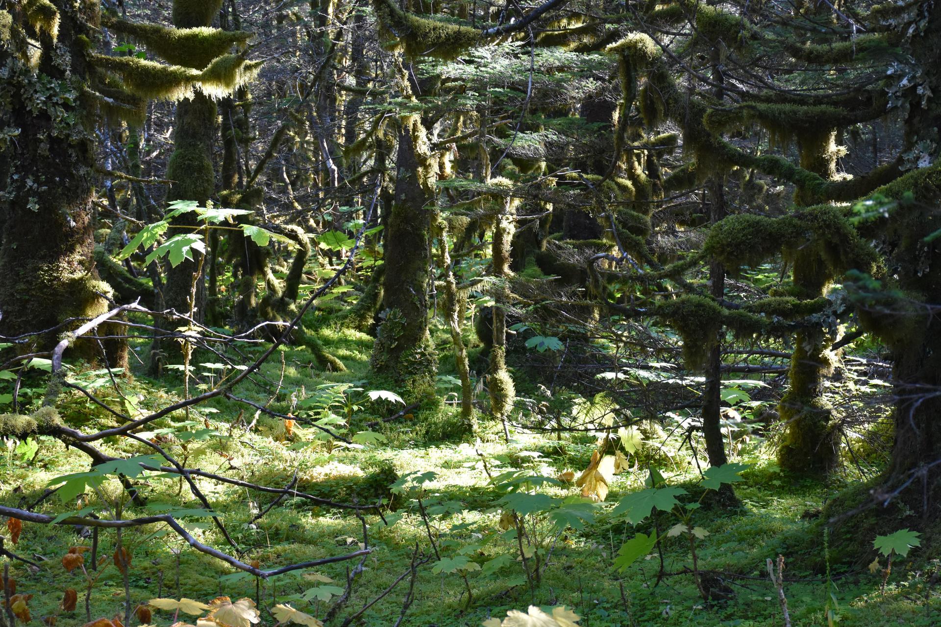 Sunlight filters through a dense, moss-covered forest with lush green undergrowth.