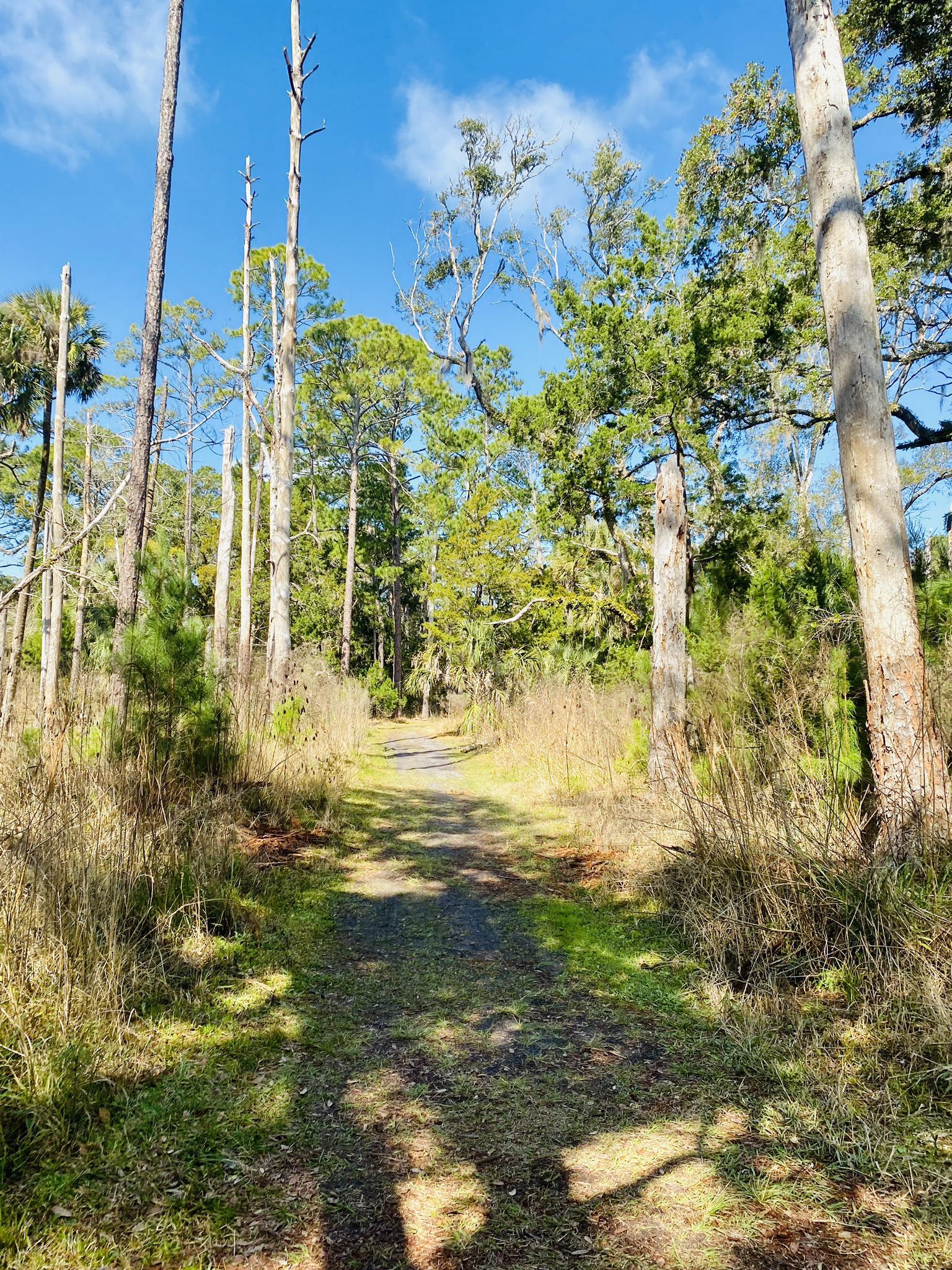 Sun-dappled dirt path winding through a forest with tall trees and shadows.