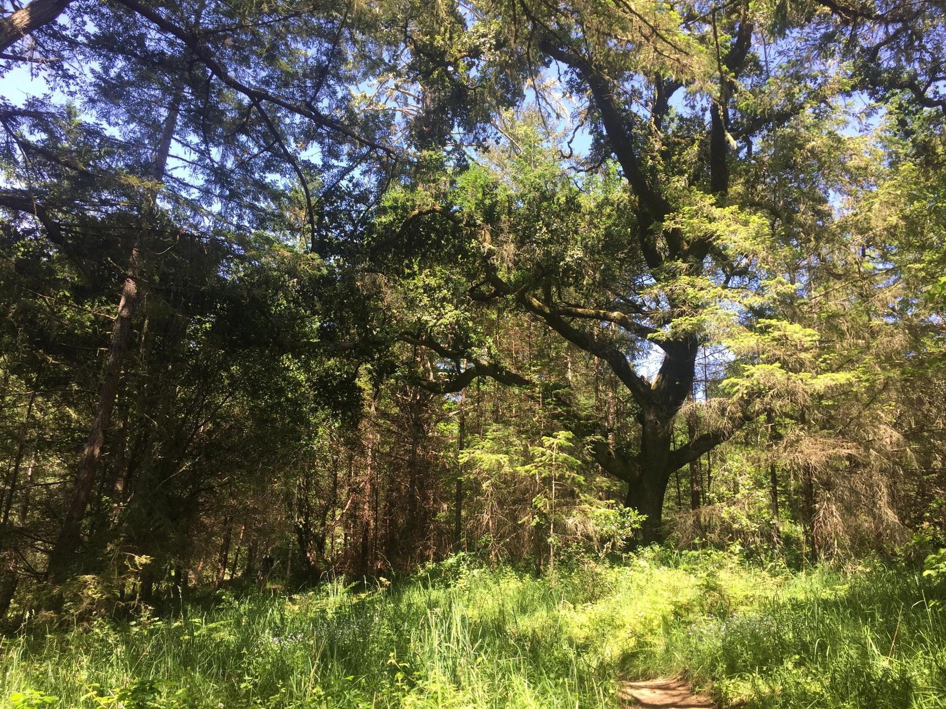 Sunlit forest path winding through lush green trees and undergrowth.